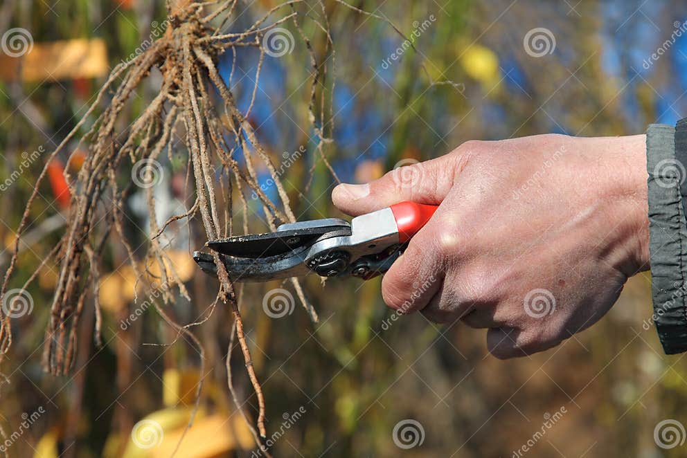 Beschneidung stockfoto. Bild von ausrüstung, gärtnern 30111546