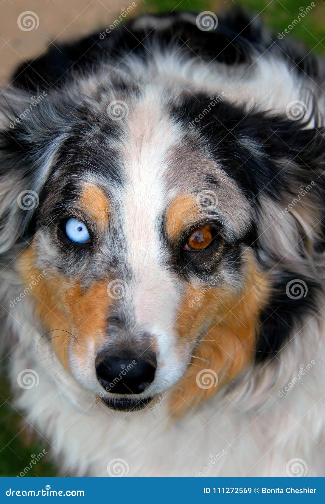 Aussie with Blue and Brown Eyes Stock Image Image of eyes, head: