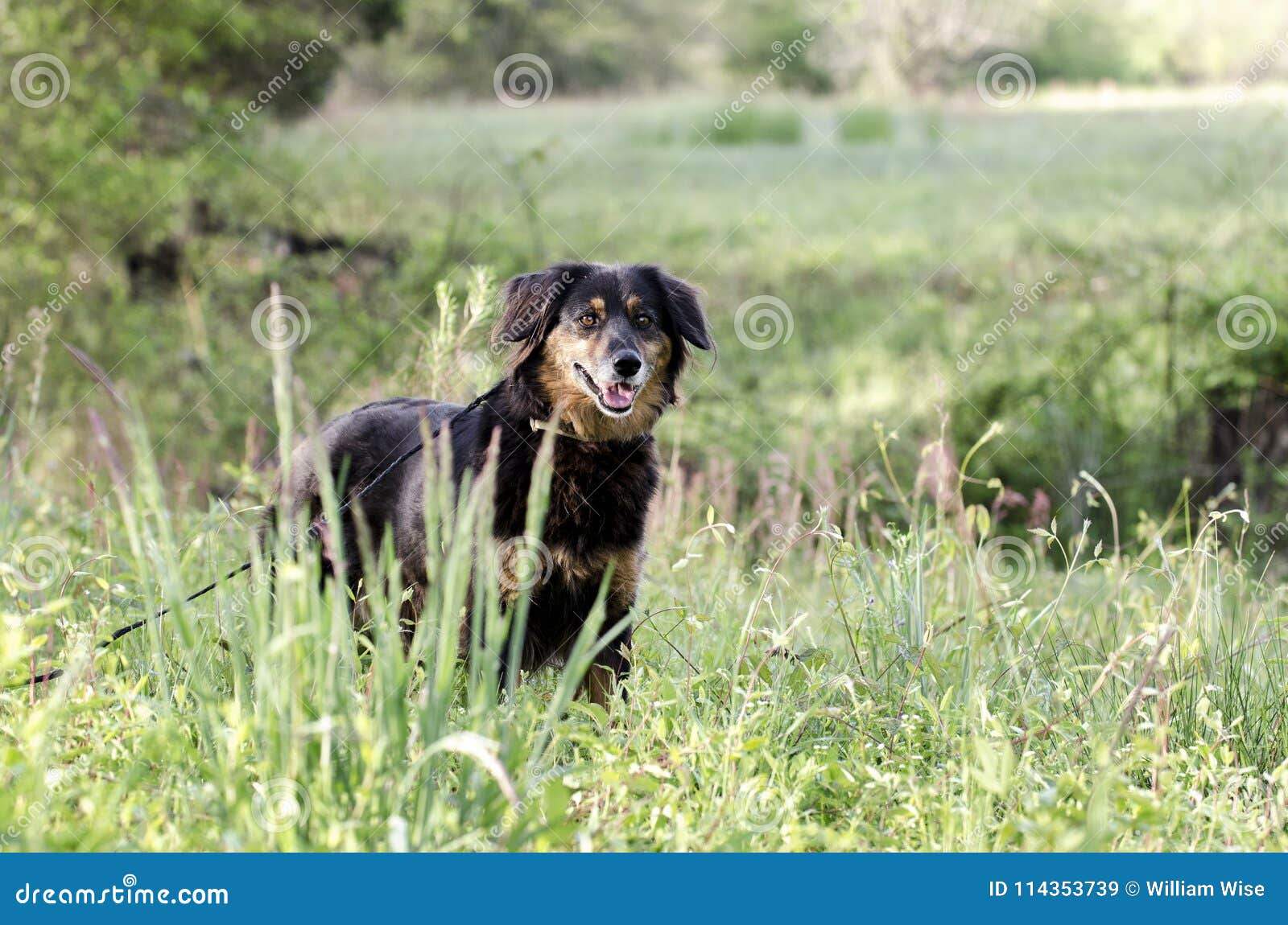 Aussie Setter Mix Dog Pet Rescue Adoption Photography Stock Image Image Of Humane Gray 114353739