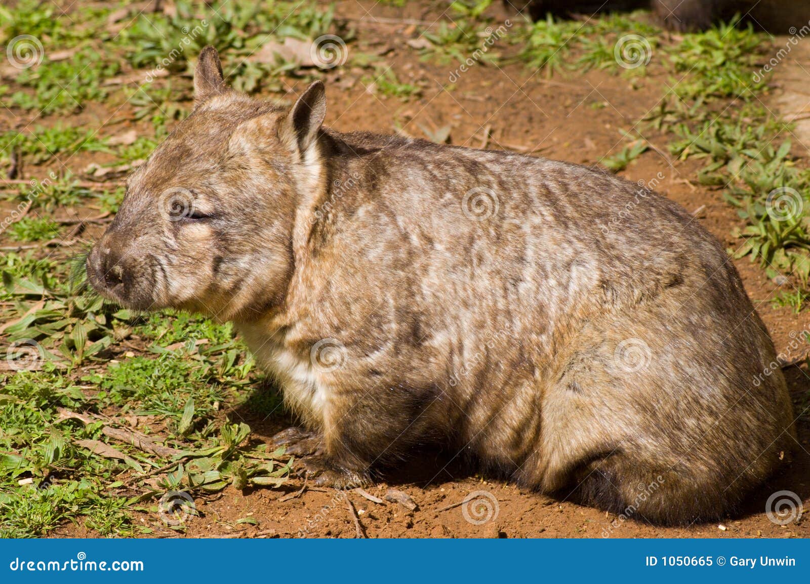 Aussie wombat. Hårig nosed sydlig wombat