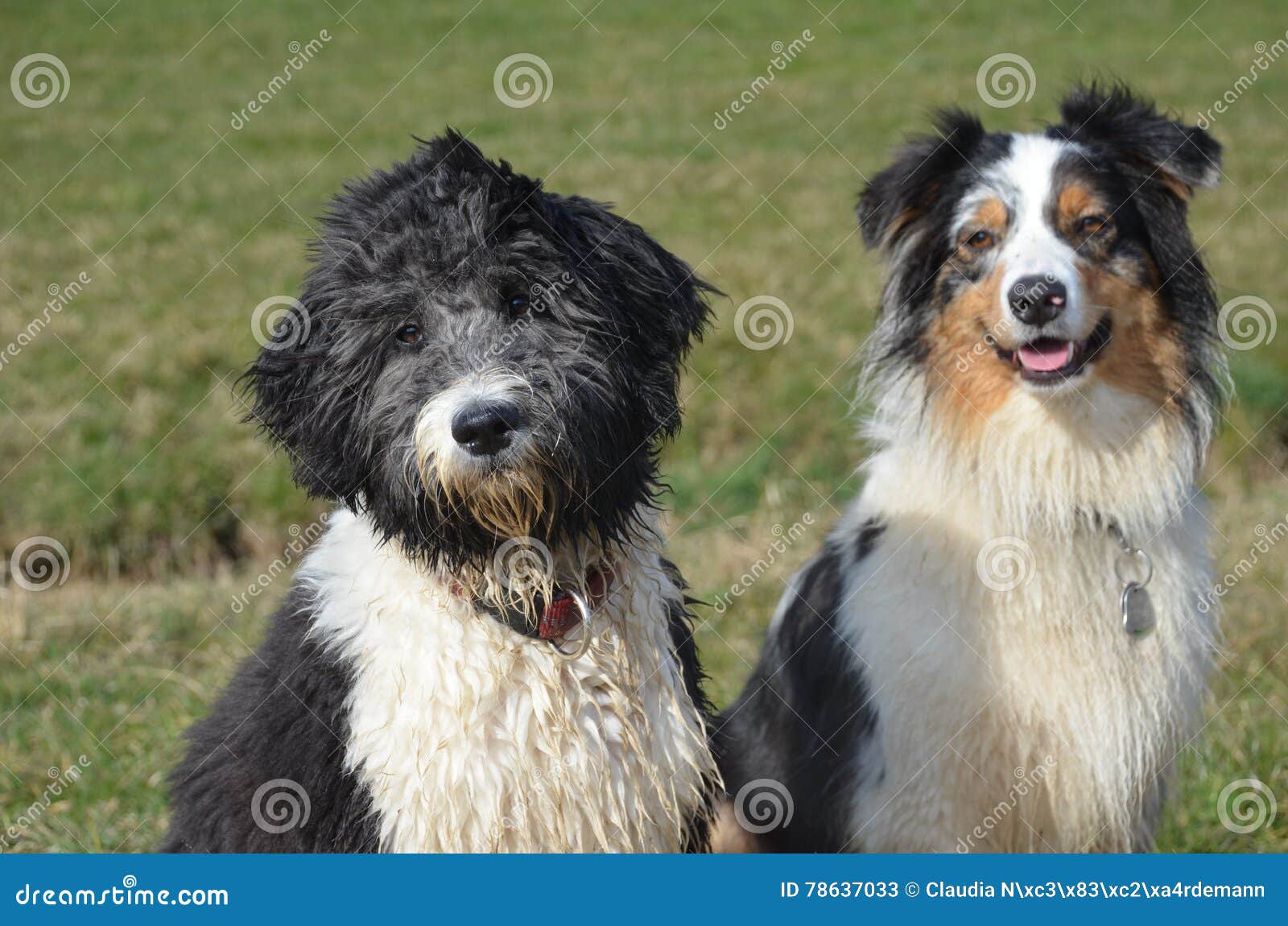 aussiedoodle australian shepherd