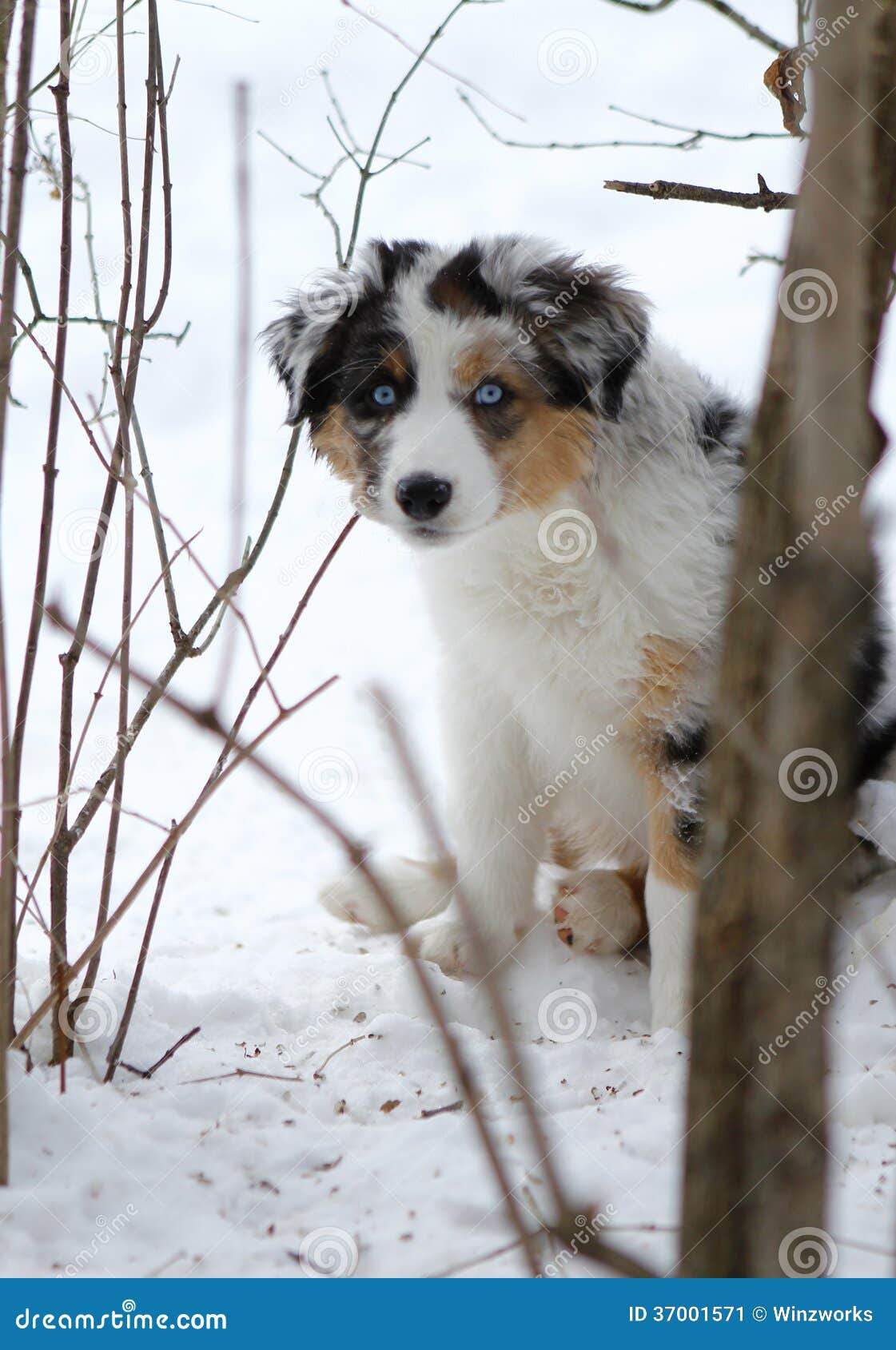 australian shepherd dog puppies