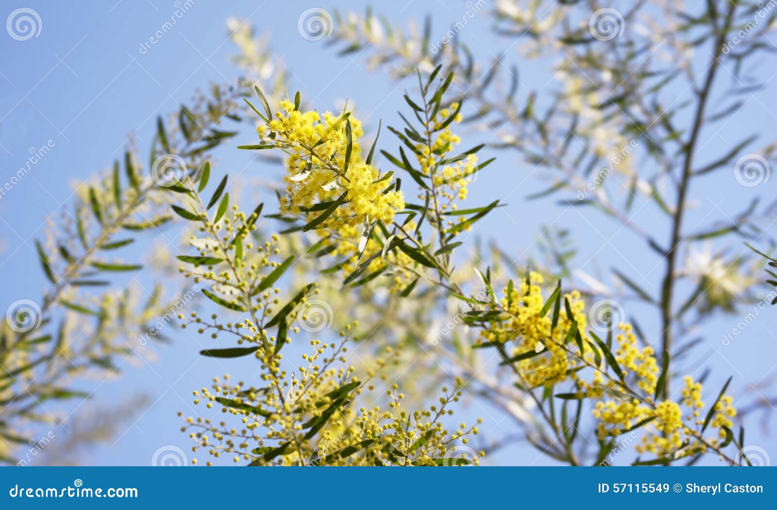 Austrália Amarela O Fimbriata Brisbane Da Acácia Das Flores Do Wattle  Dourada Imagem de Stock - Imagem de australiano, nave: 57115549