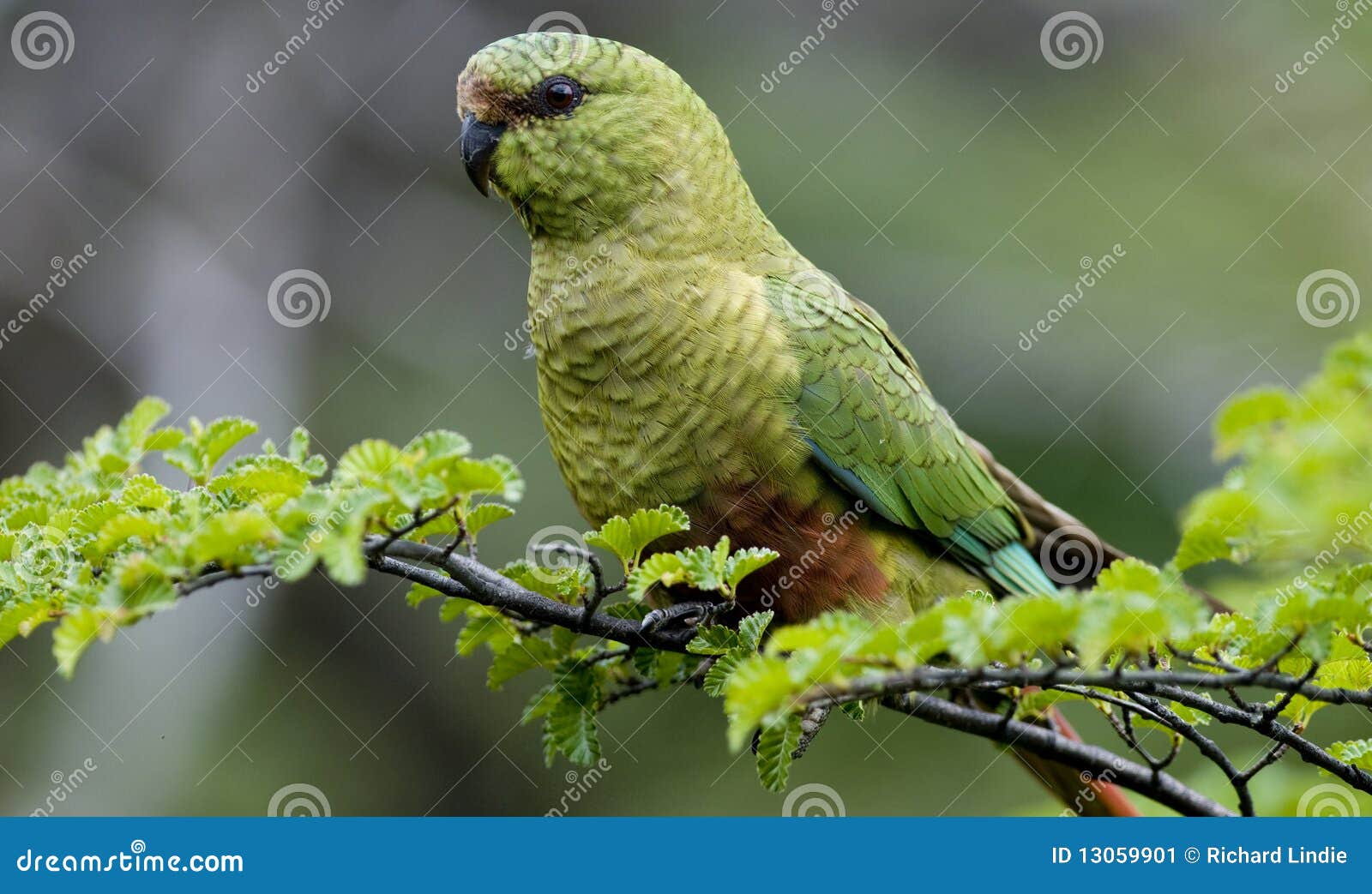 austral parakeet