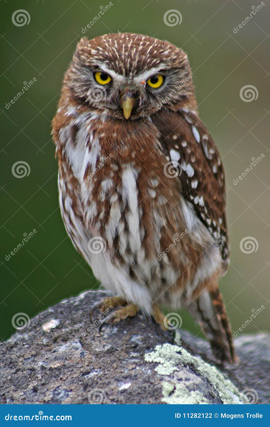 austral pygmy owl, patagonia, argentina