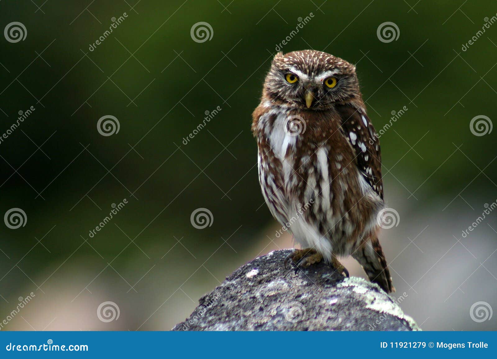austral pygmy owl, patagonia, argentina