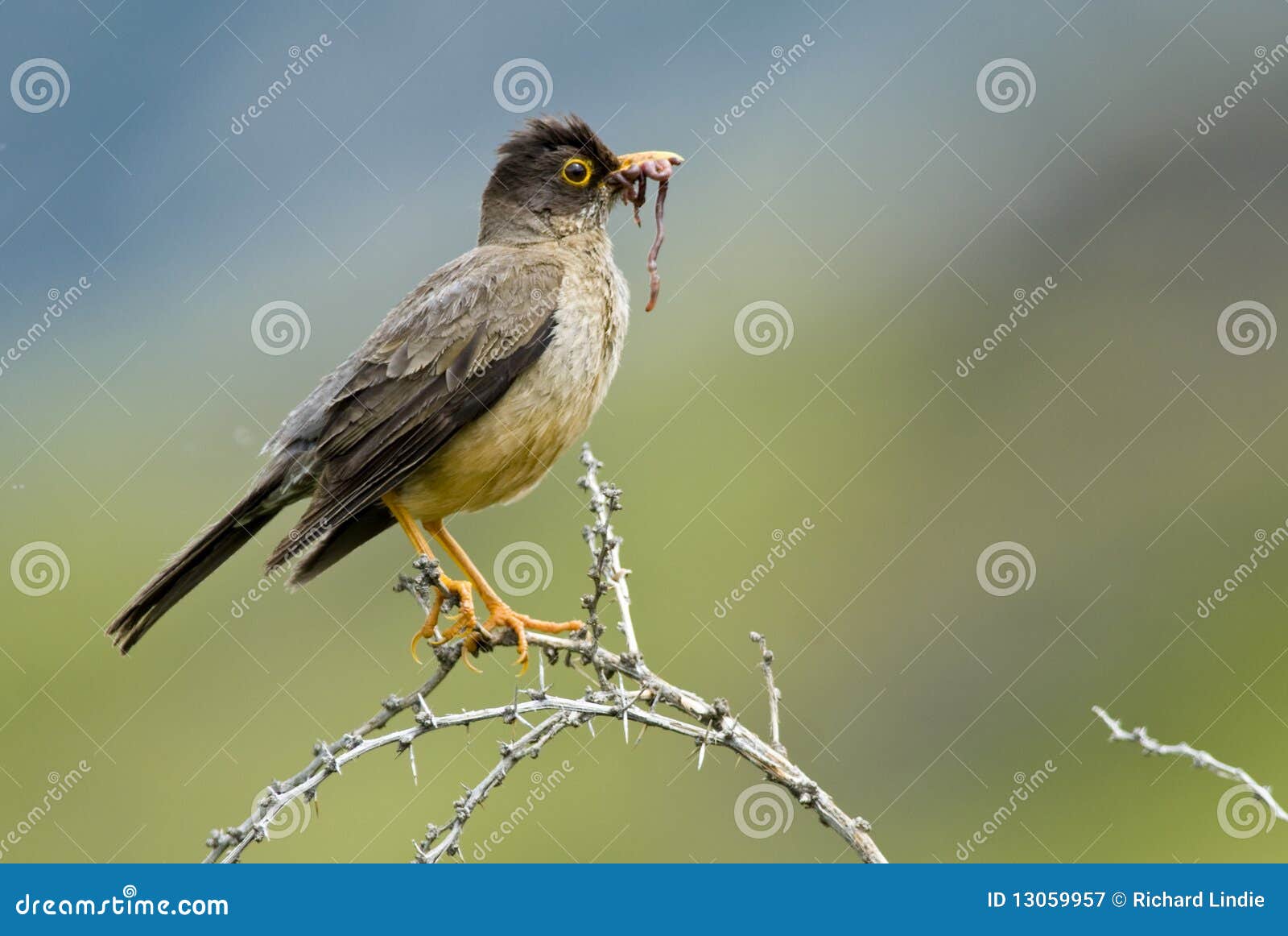 austral thrush and worm