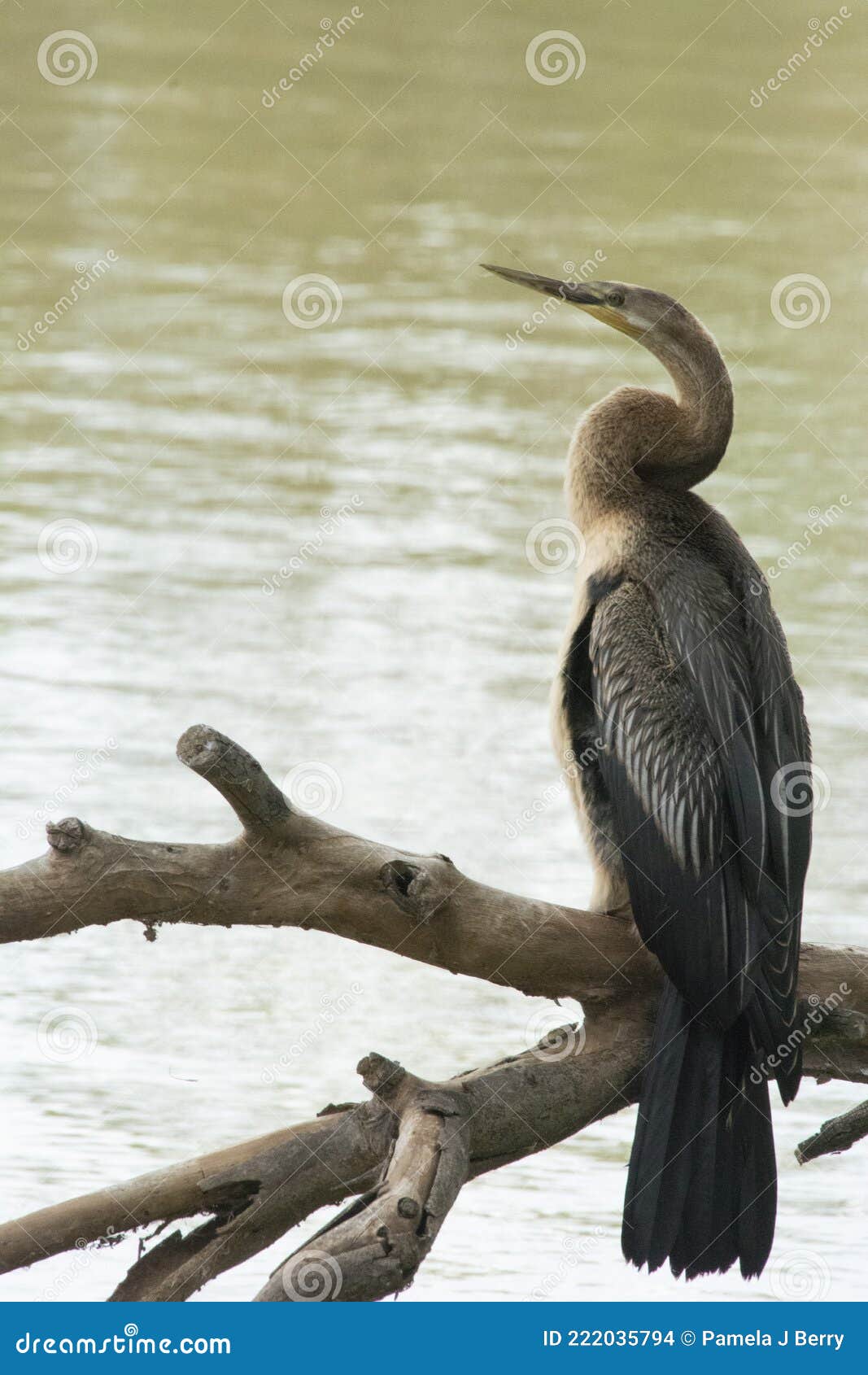 Australasian Darter Bird stock photo. Image of darter 222035794