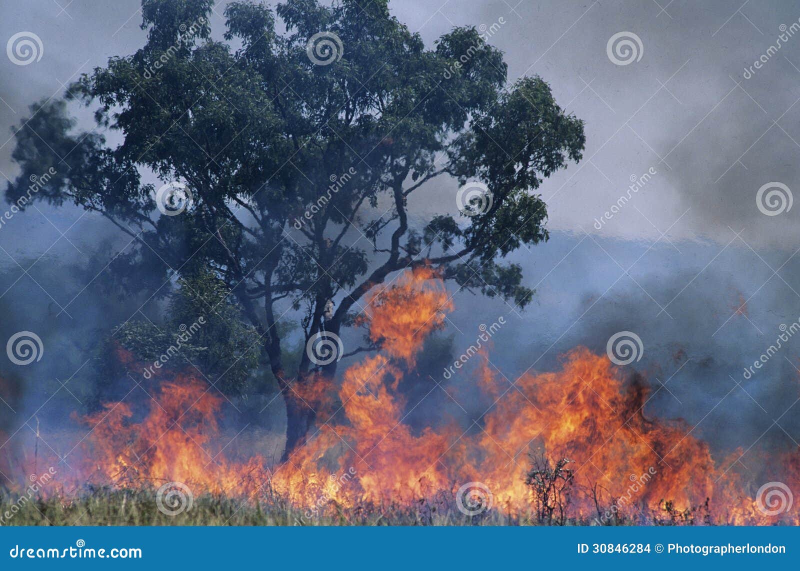 australia bush fire