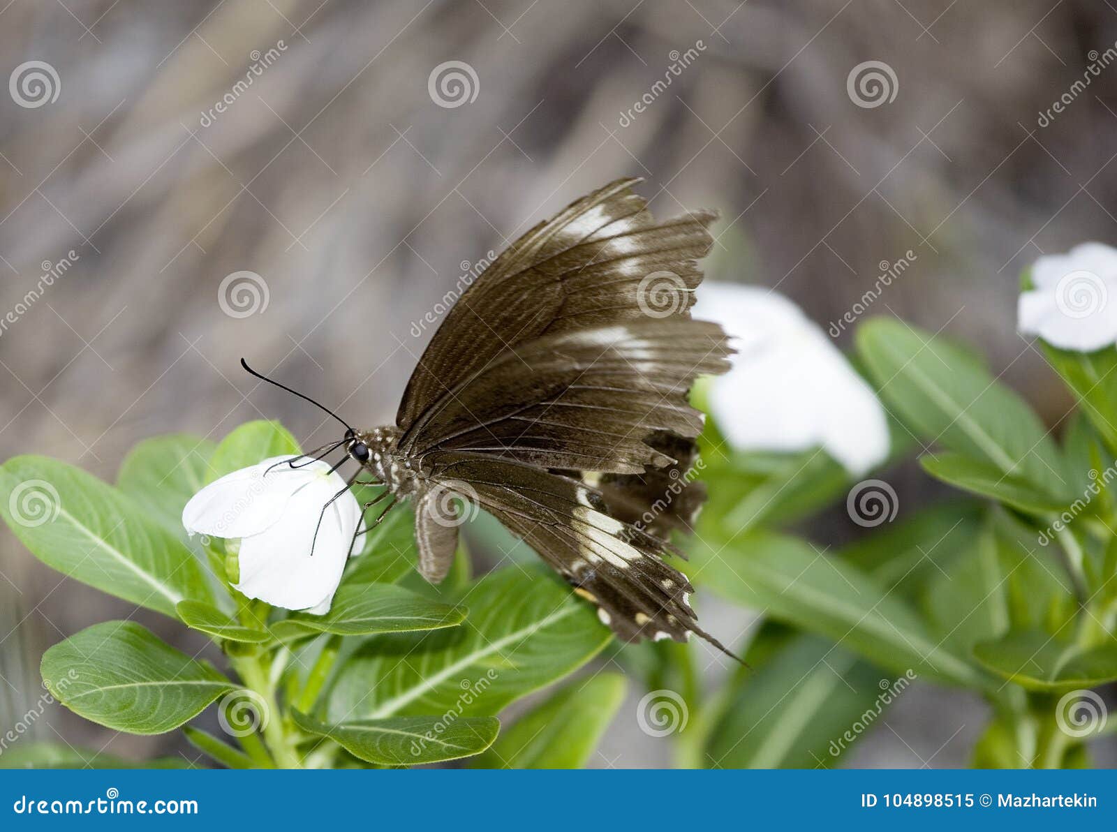 Butterfly Identification Chart Australia