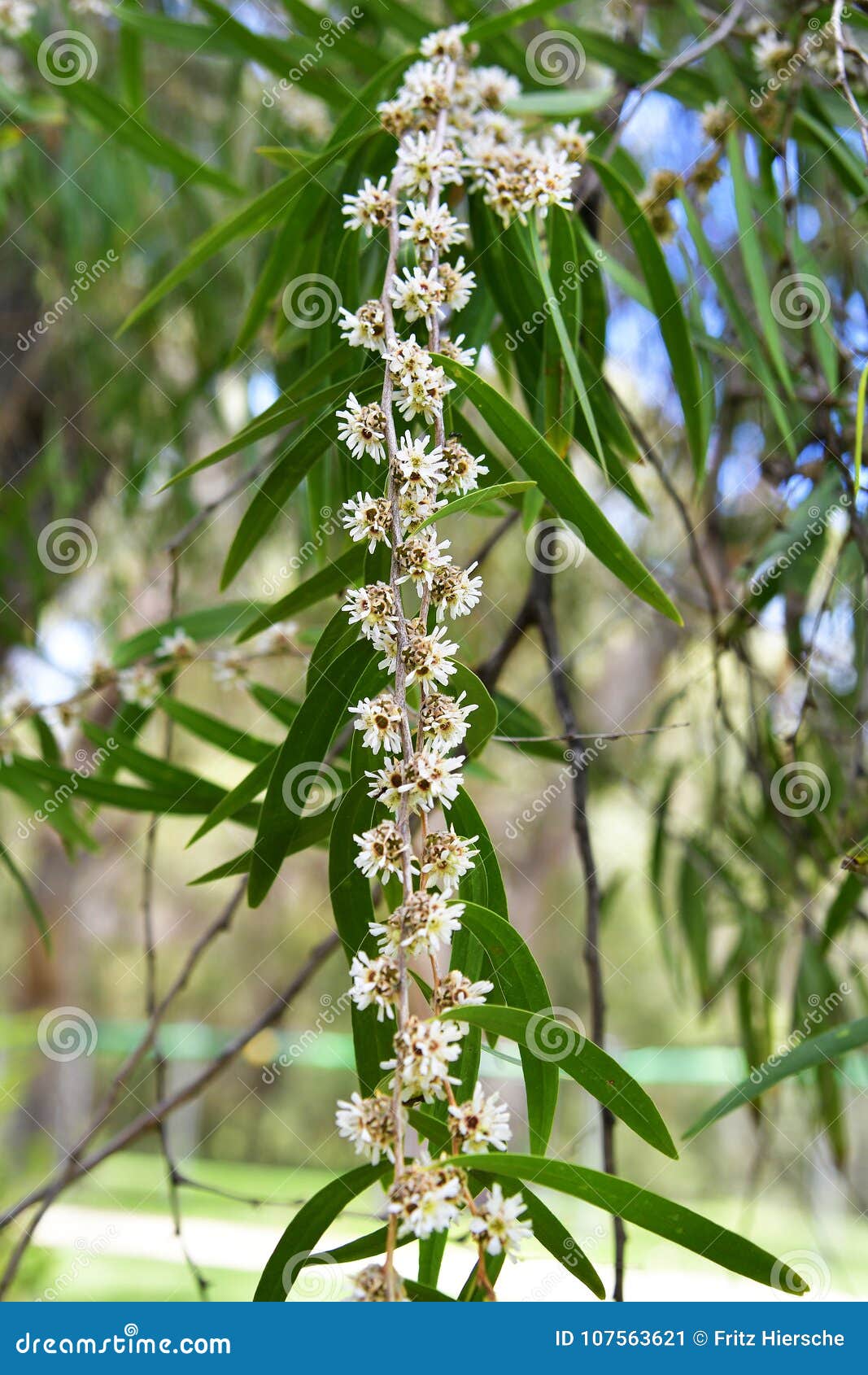 Australia, Botany, Peppermint Stock Image Image of peppermint, myrtle