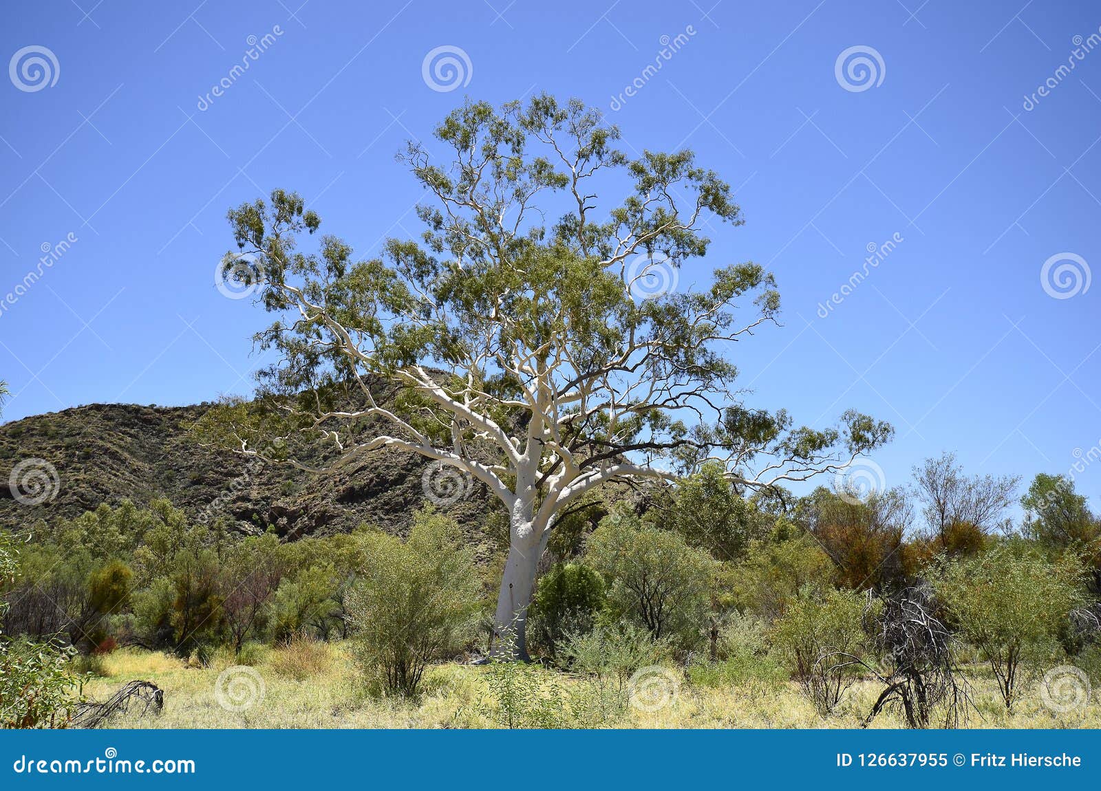 australia, botany, eucalyptus