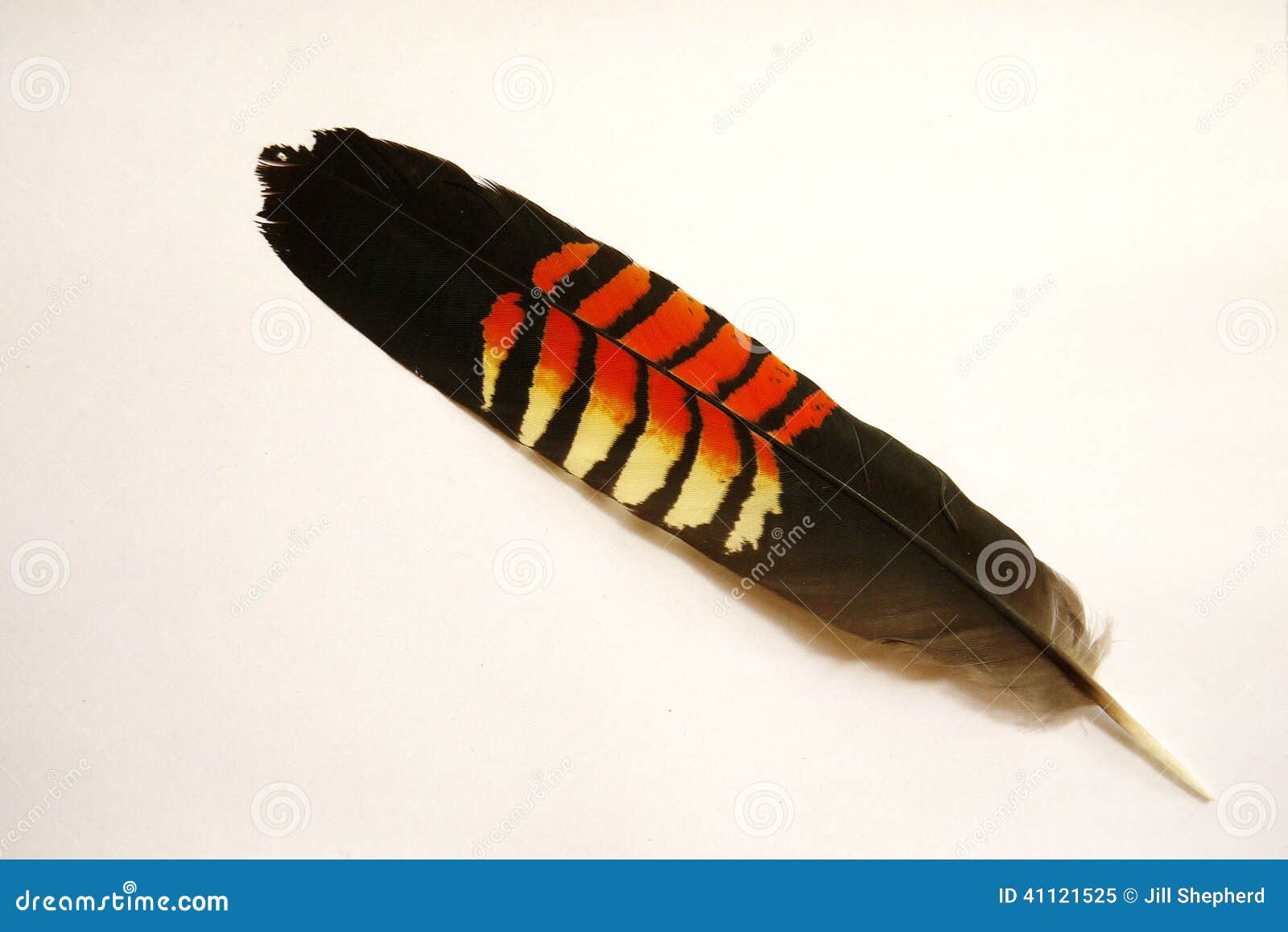 australia: glossy black cockatoo feather