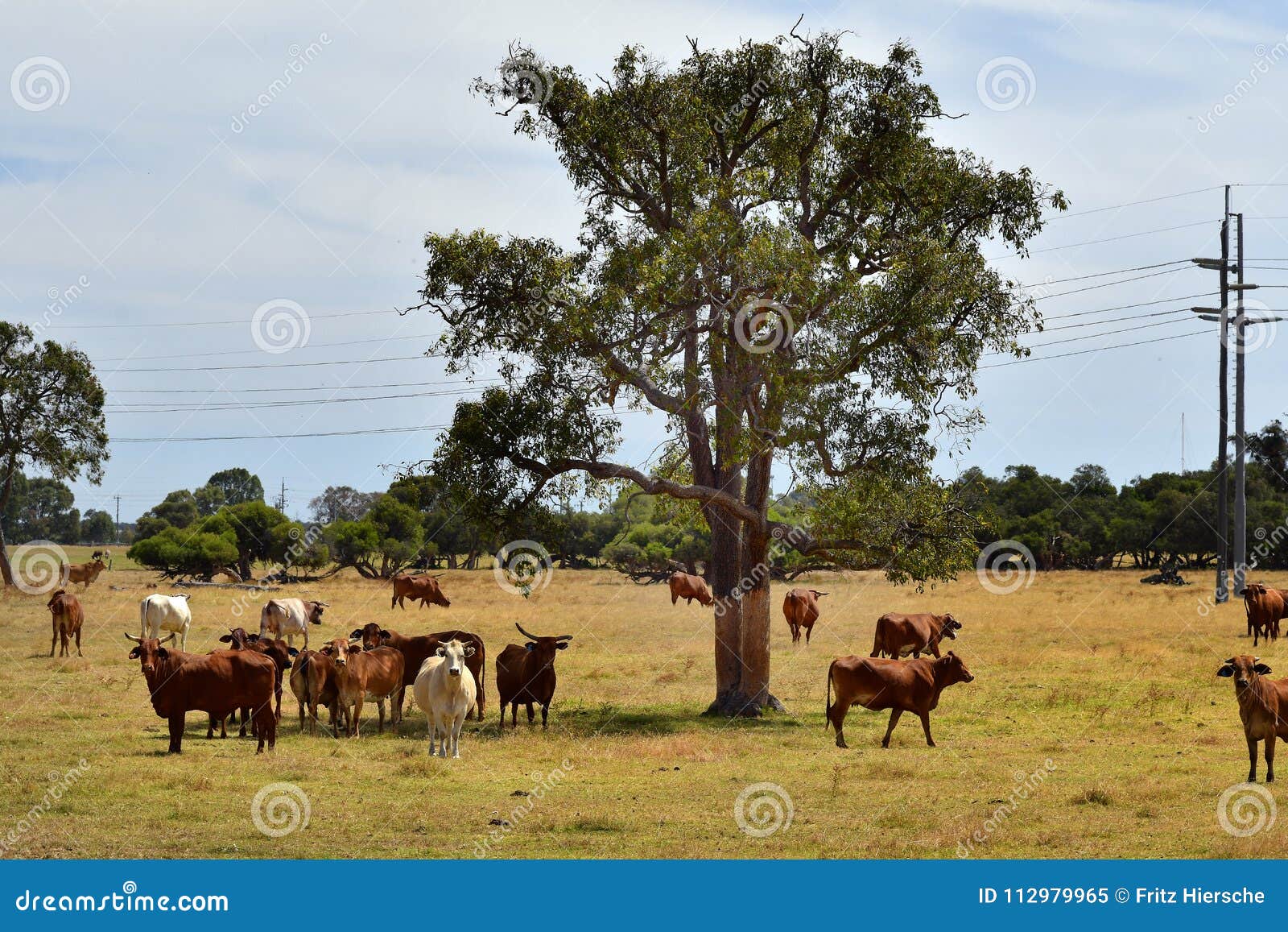 Australia, Western Australia, Livestock Stock Image Image of zoology