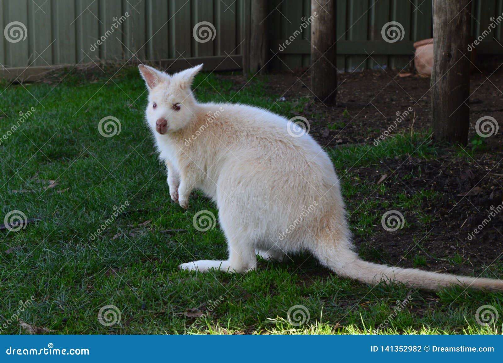 Australia White Kangaroo TAS Wild Zoo Stock Photo Image of australia