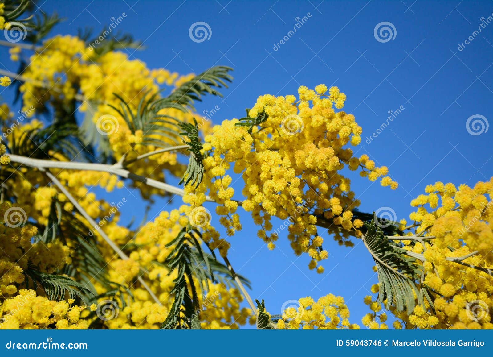 717 Acacia Australian Photos Free Royalty Free Stock Photos From Dreamstime