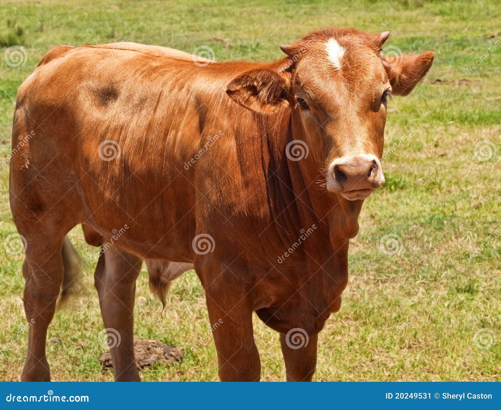 Australian Beef Cattle, Young Hereford Angus Cross Stock Image Image