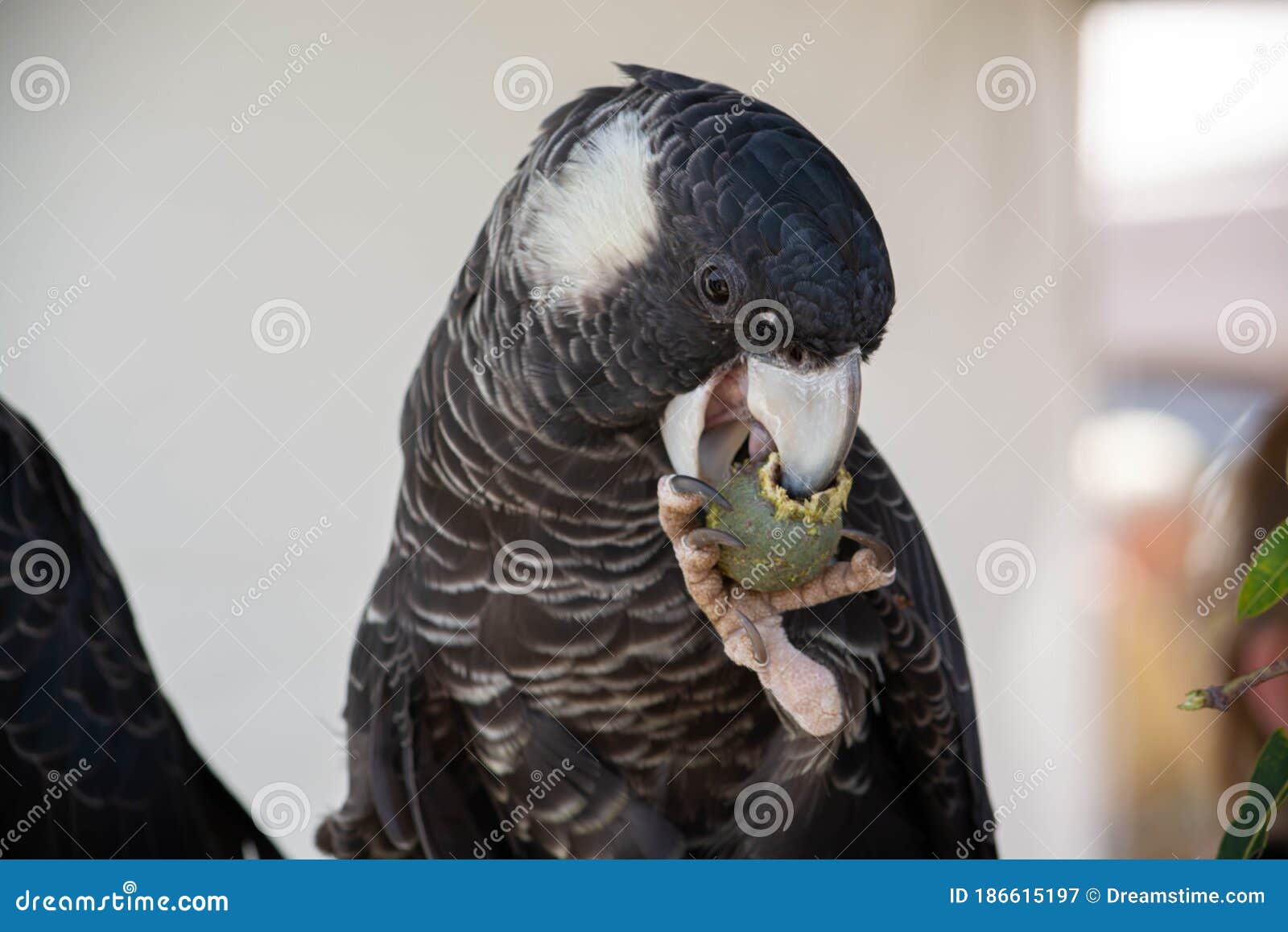 Australian Black Cockatoo Eating from a Nut Shell Stock Image Image