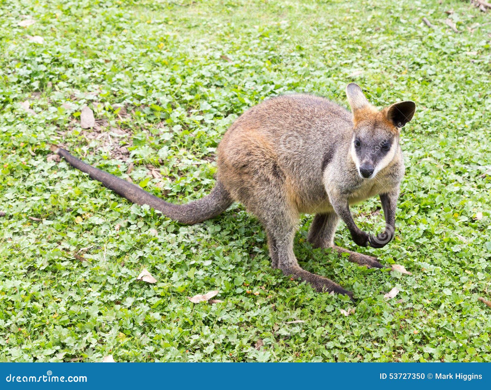 Australian Black Striped Kangaroo Stock Photography 53727350