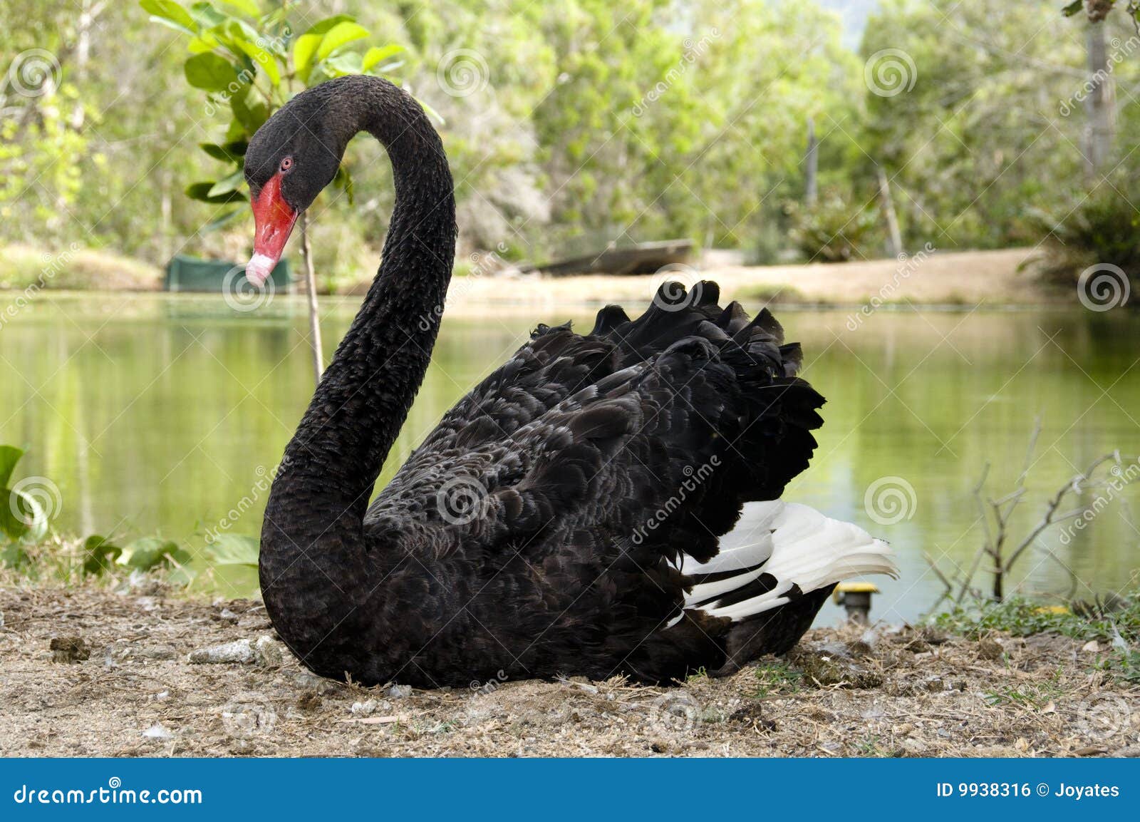 australian black swan