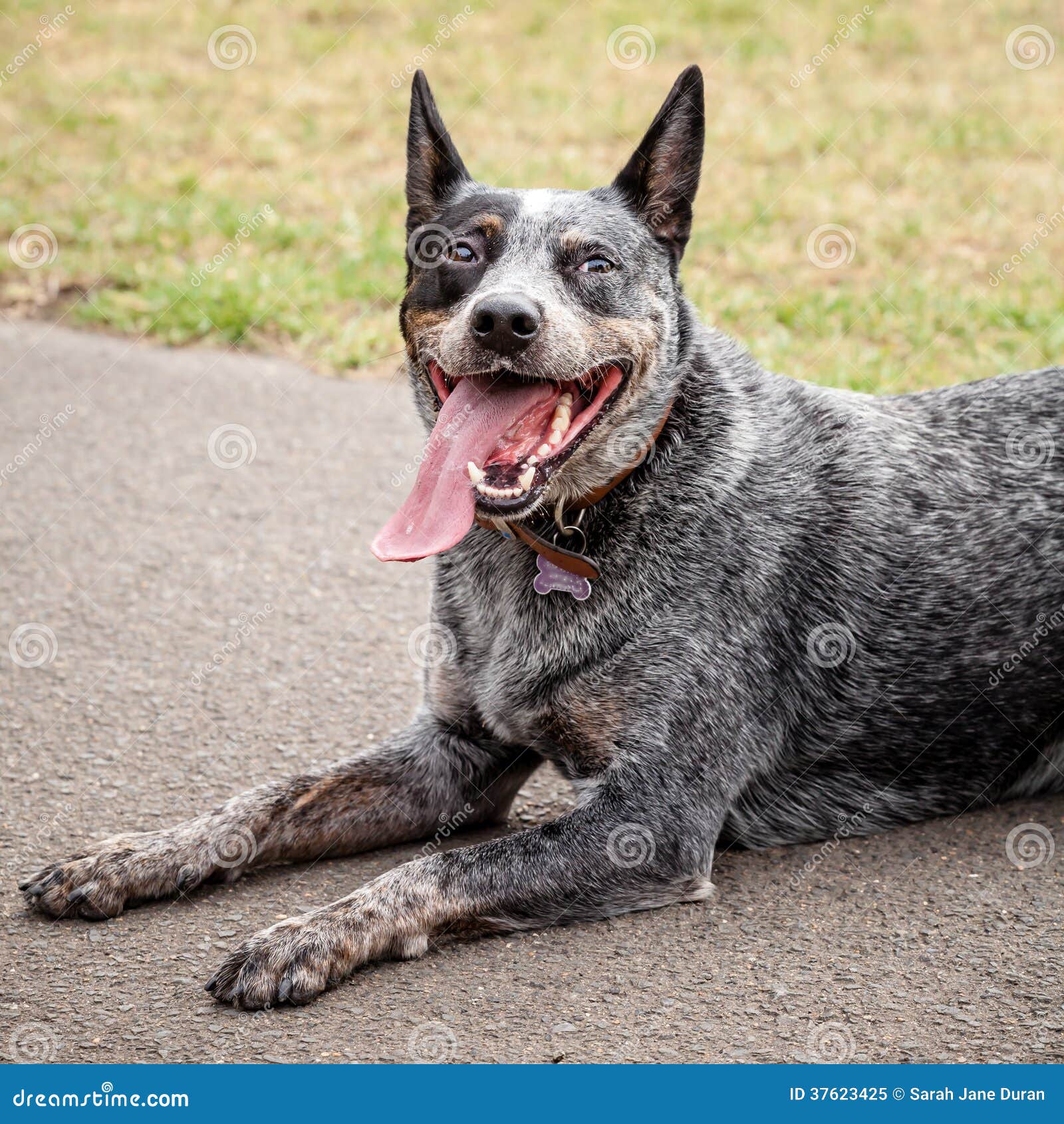 Australian Cattle Dog All White Eyes Australian Cattle Dog All White Eyes