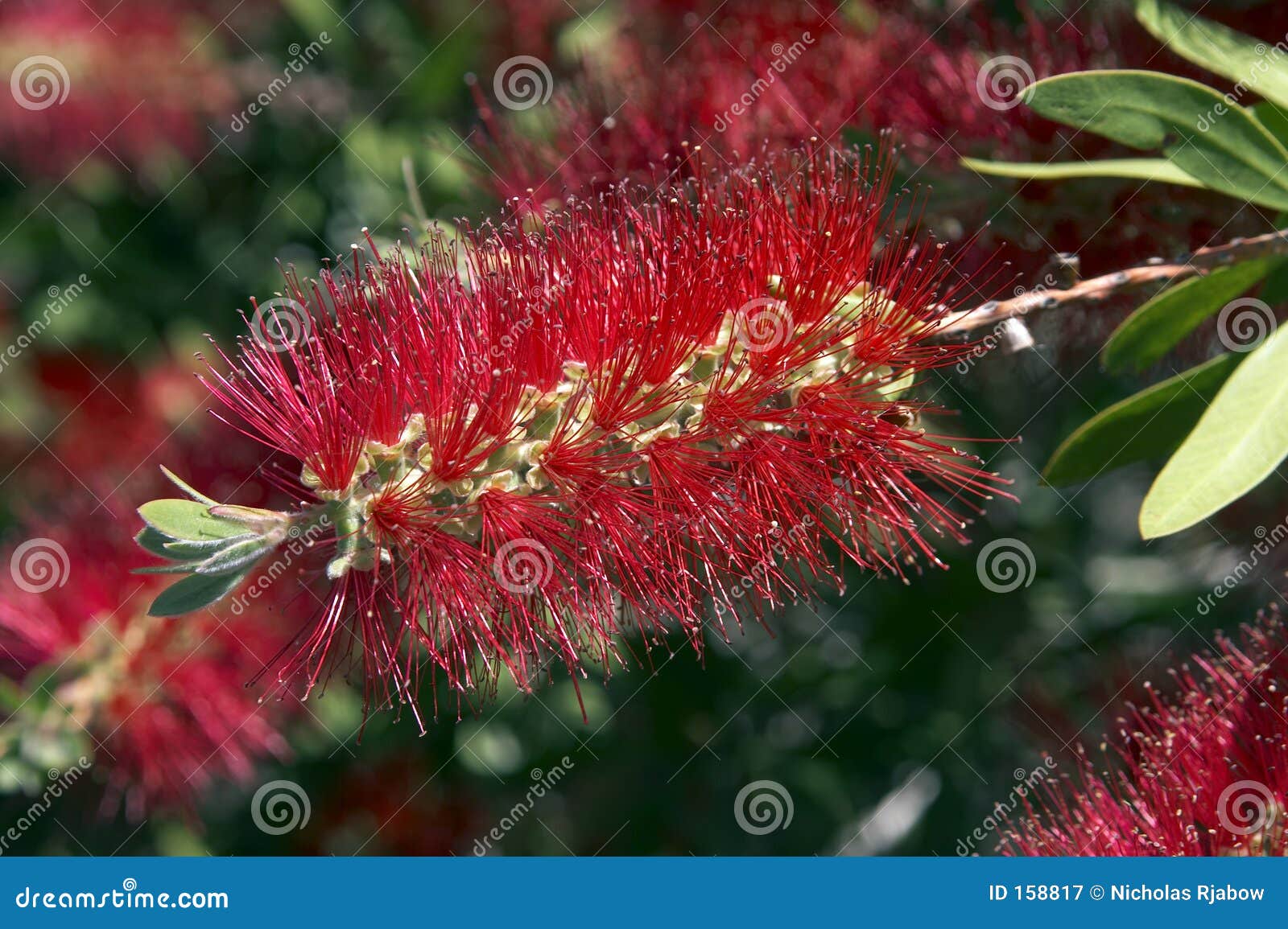Australian BottleBrush stock image. Image of brush, leaves 158817