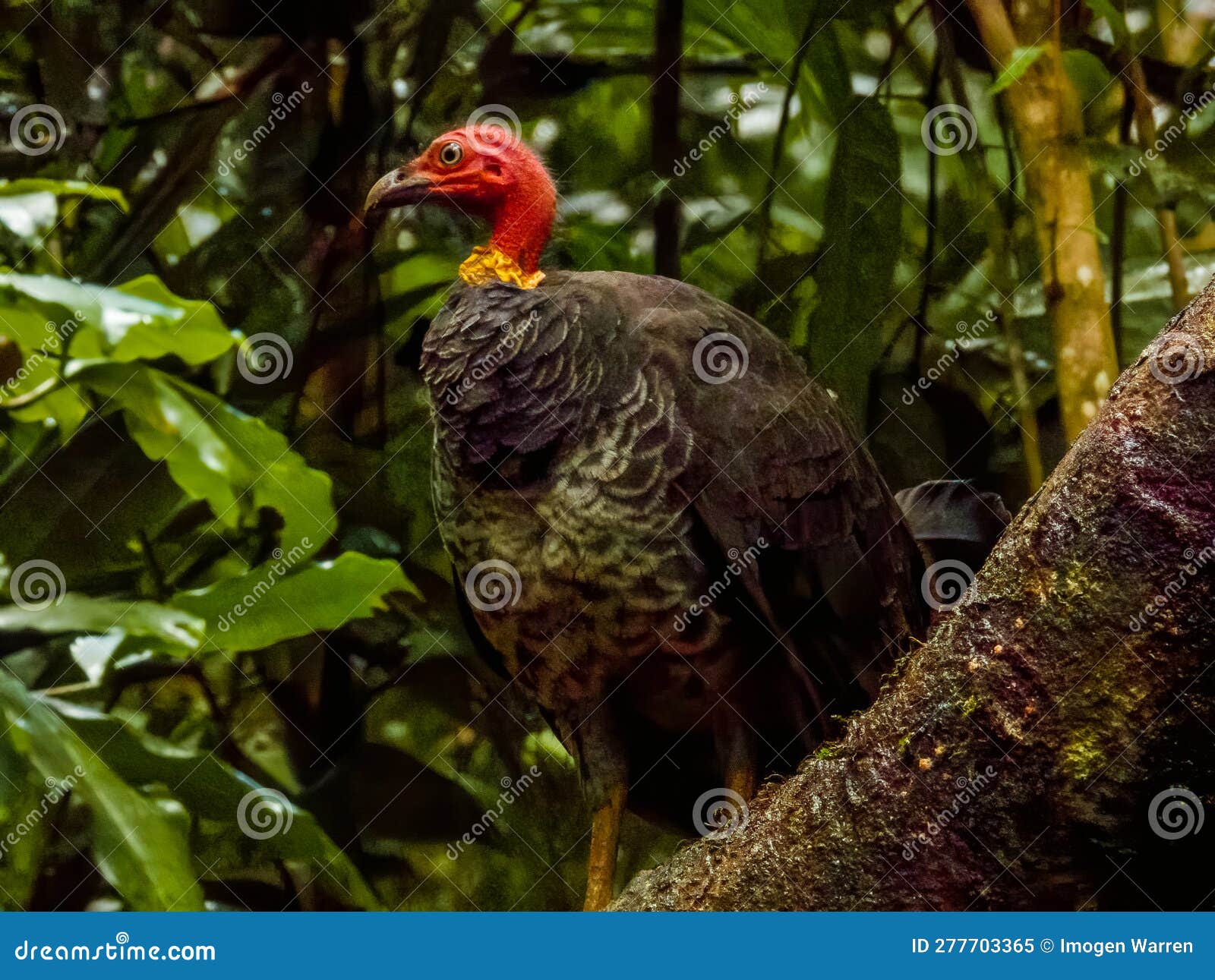 Australian Brush Turkey in Queensland Australia Stock Image Image of