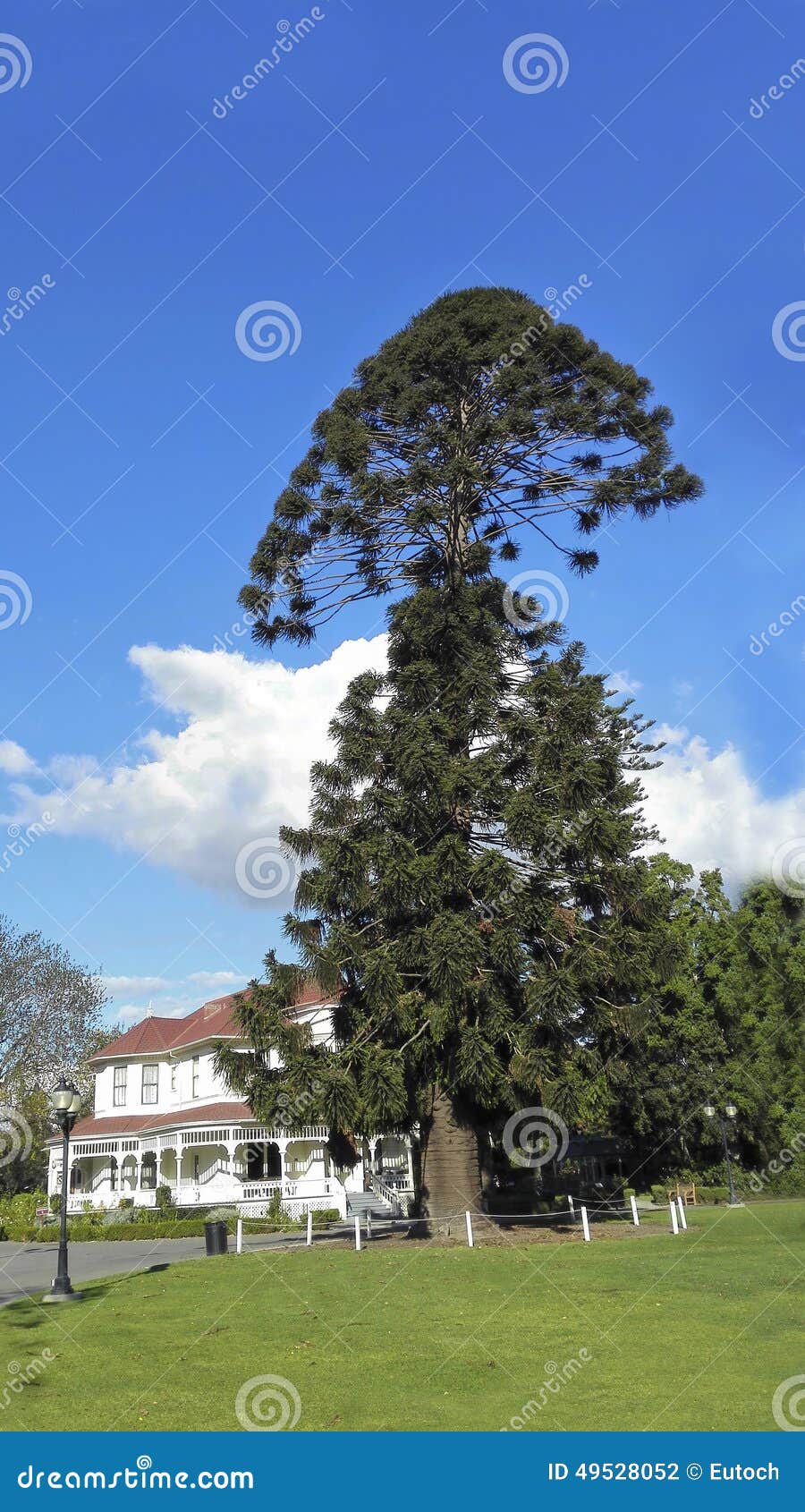 australian bunya-bunya pine, camarillo, ca