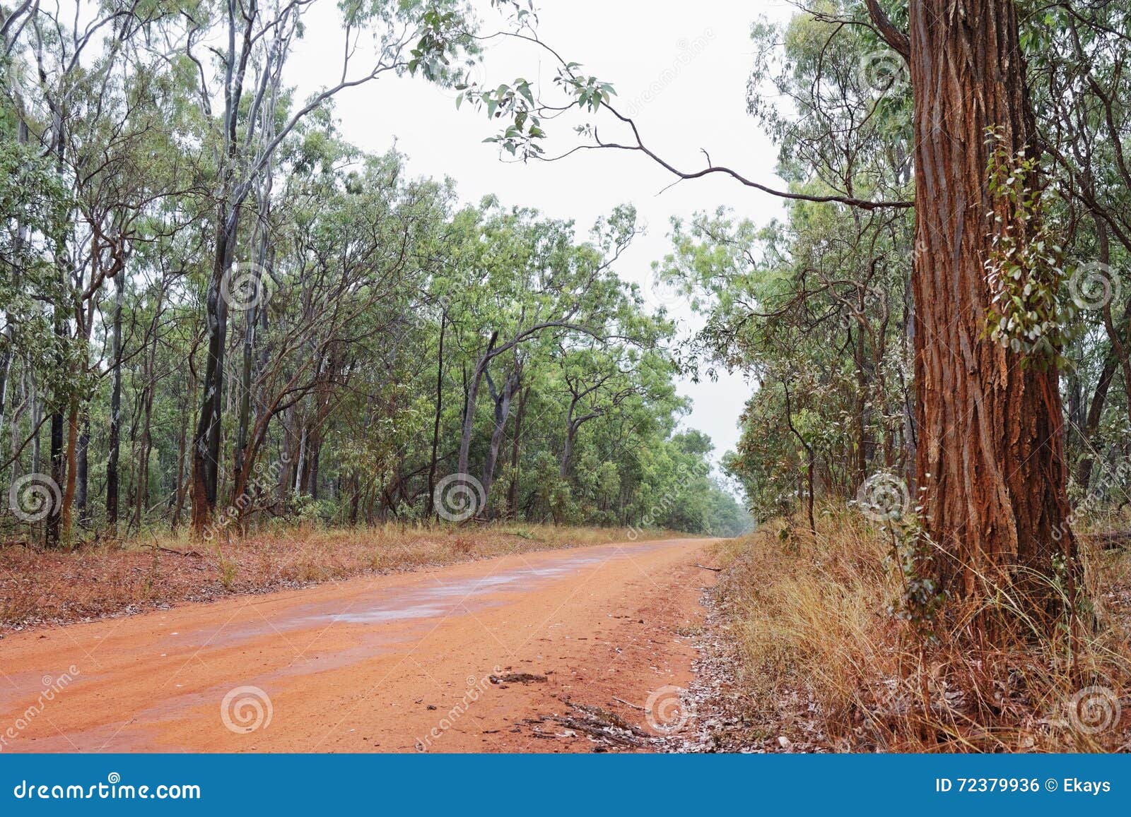 Australian bush road stock photo. Image of bark, branch 72379936