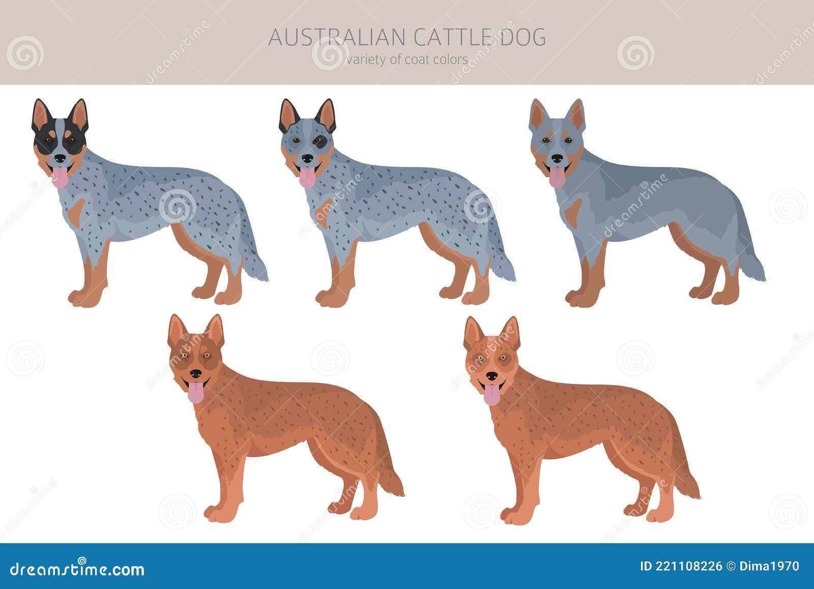 Coat Color & Patterns in Australian Cattle Dogs – Australian Cattle Dog  Club of America