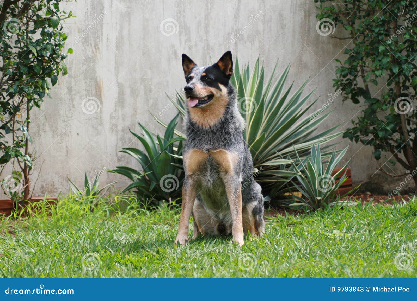 dog acd