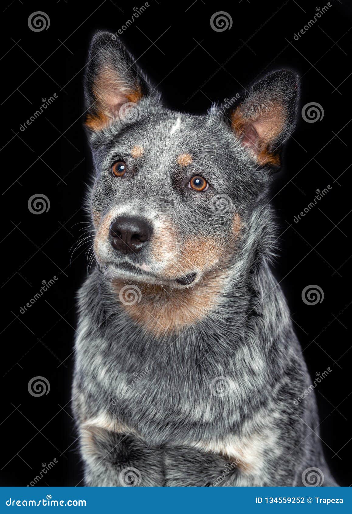 Australian Cattle Dog, Blue Dog Isolated on Black Background Stock Photo Image of looking, purebred: 134559252