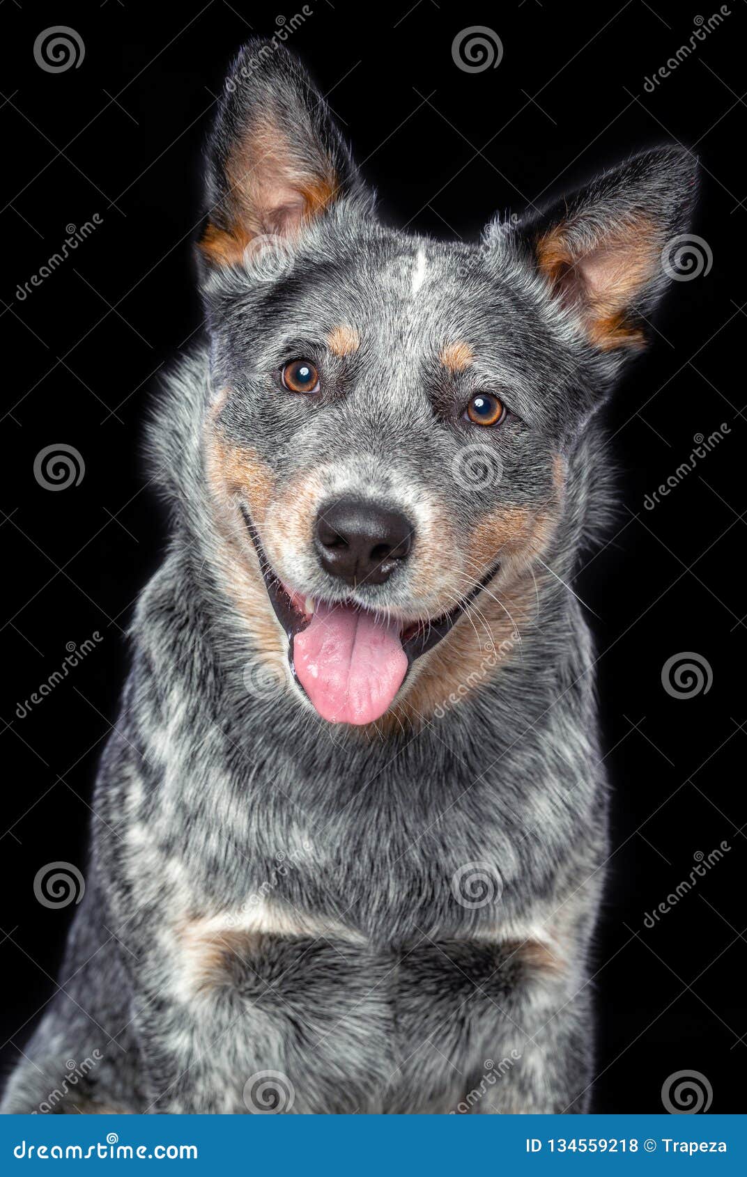 can a australian cattle dog and a american staffordshire terrier be friends