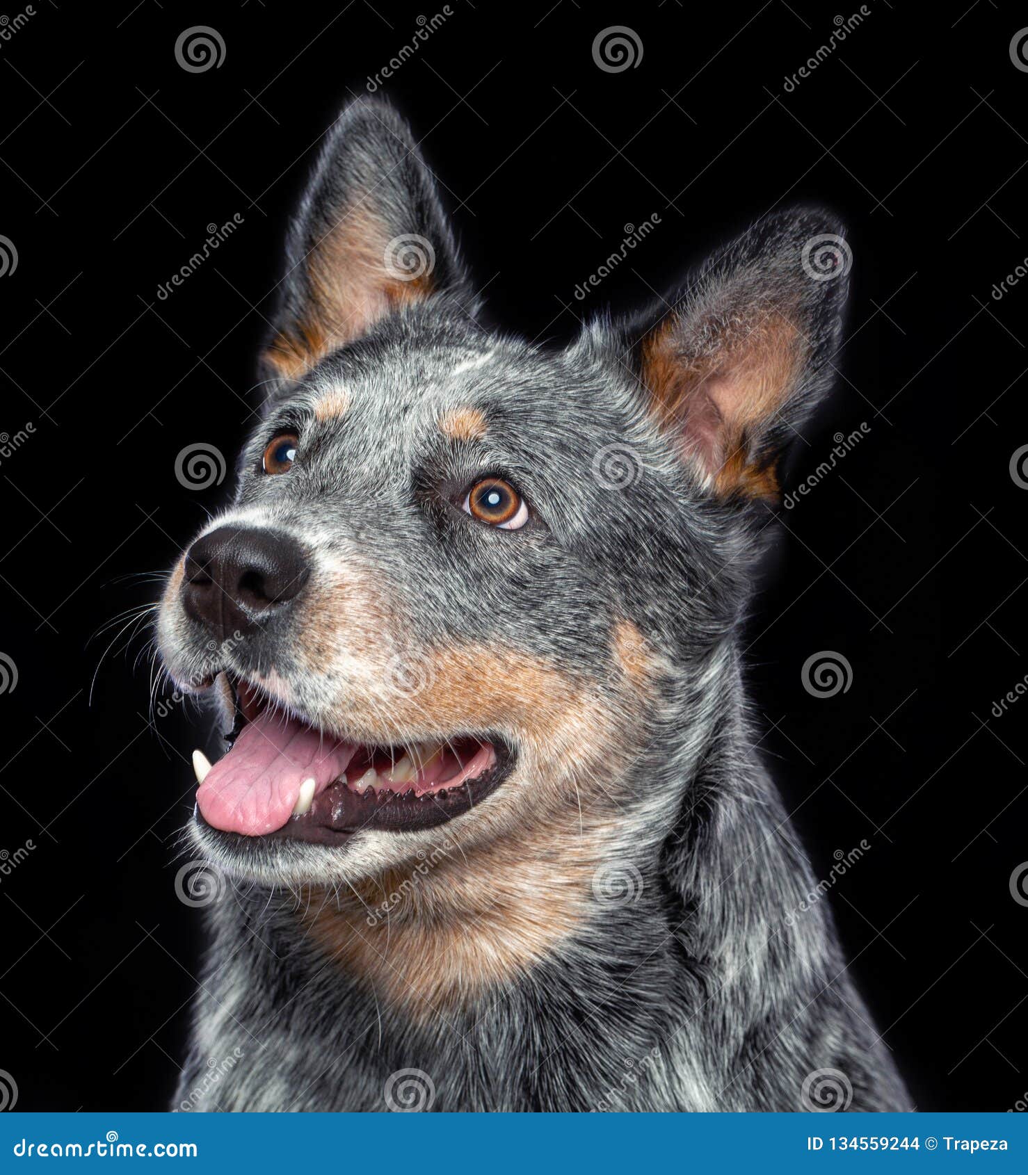 Australian Cattle Dog, Blue Heeler Dog Isolated on Background Stock - Image of posing, portrait: 134559244