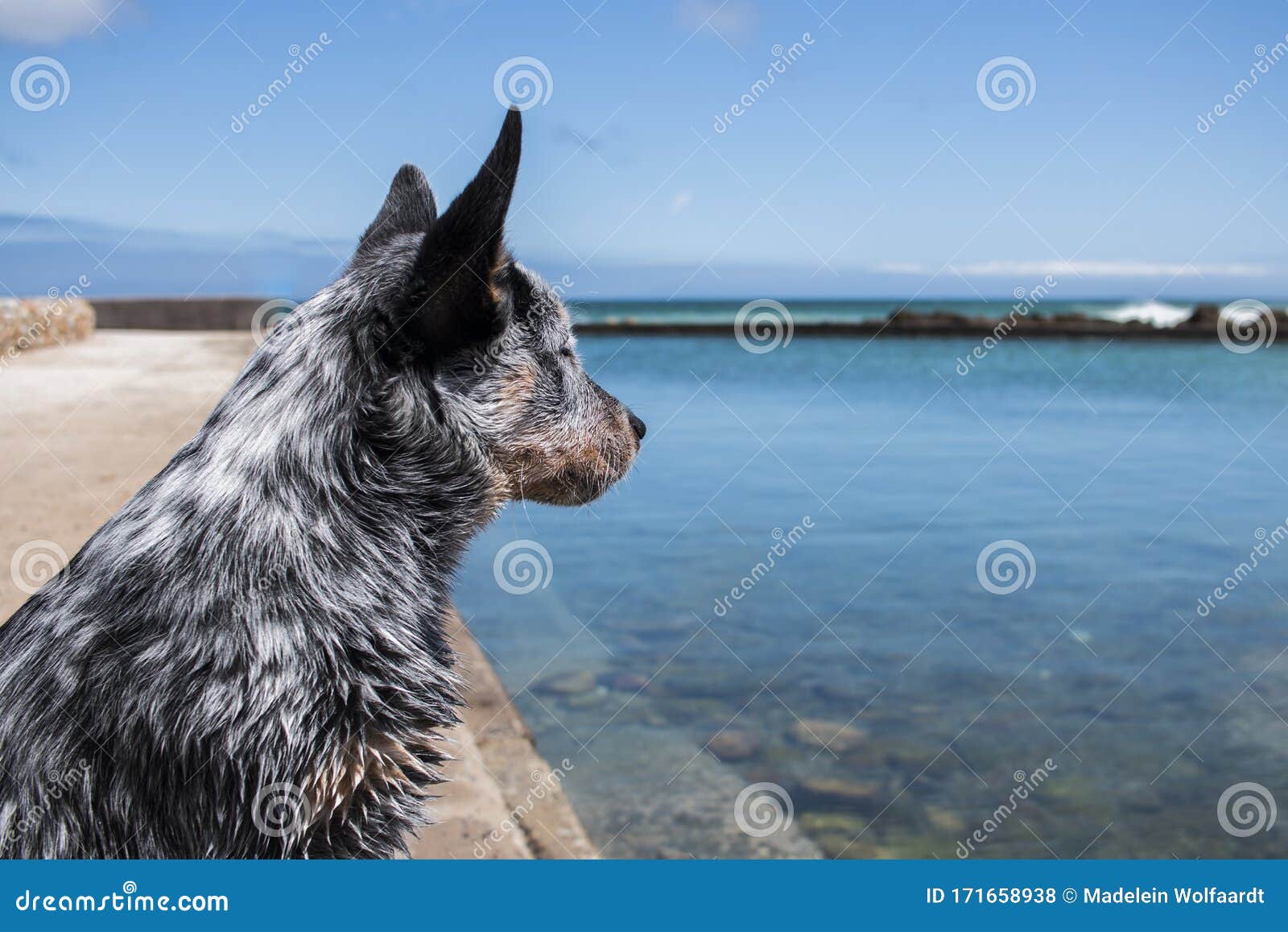 blue heeler small