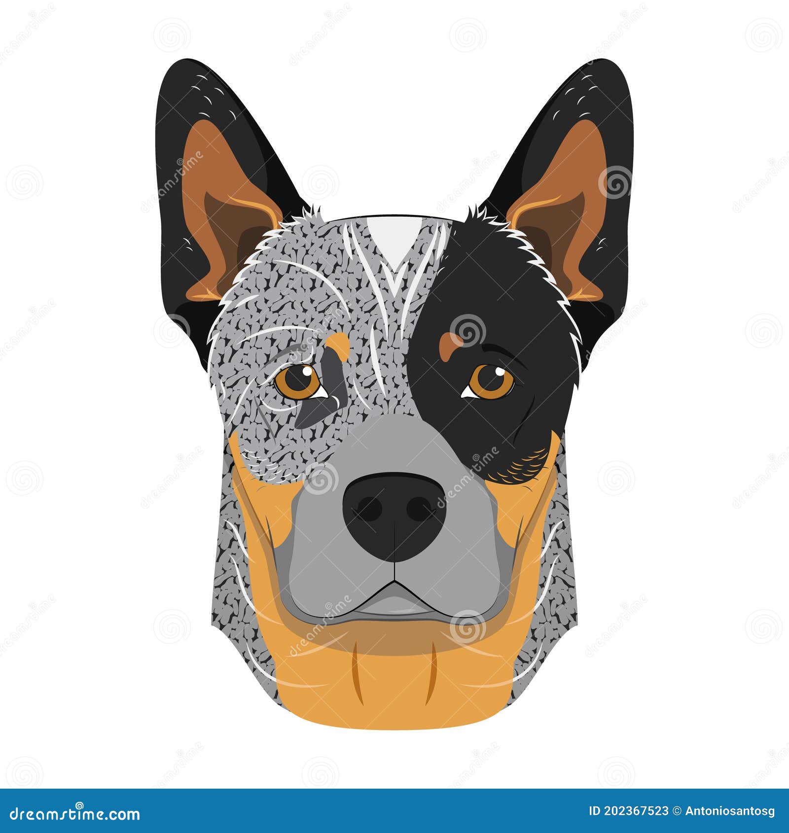 Australian Cattle Dog Isolated on White Background Vector Illustration
