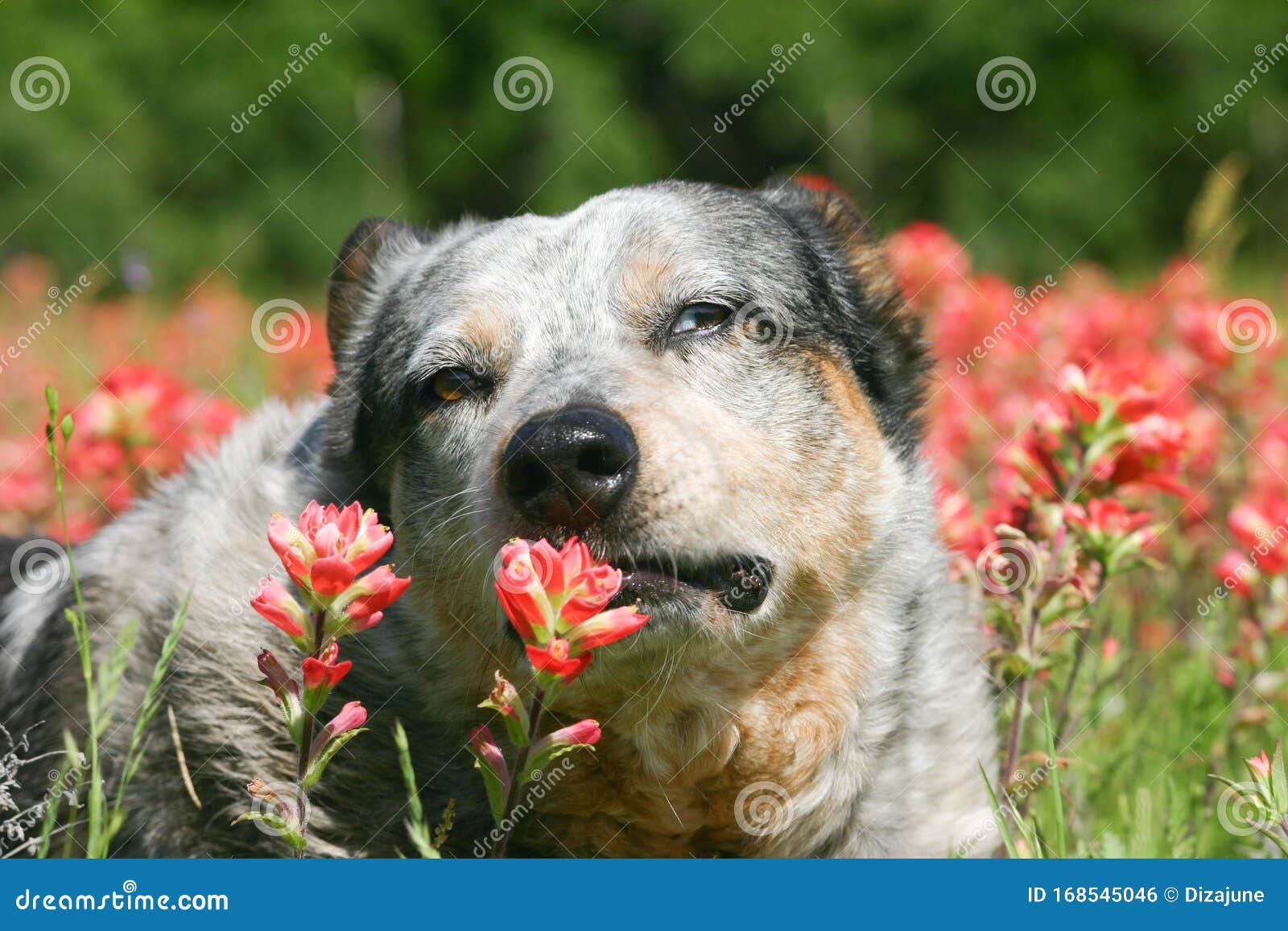 orange heeler