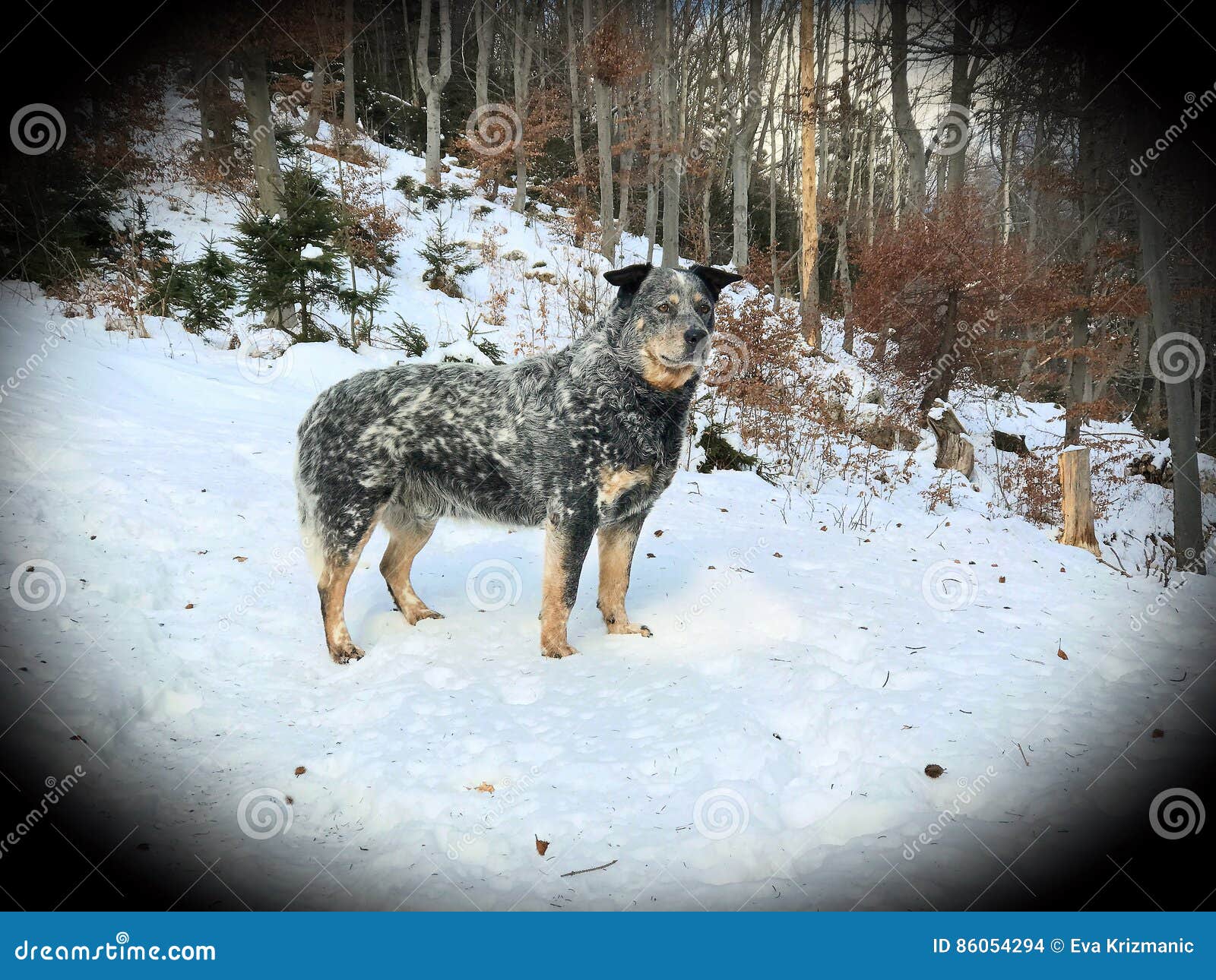 grey heeler dog