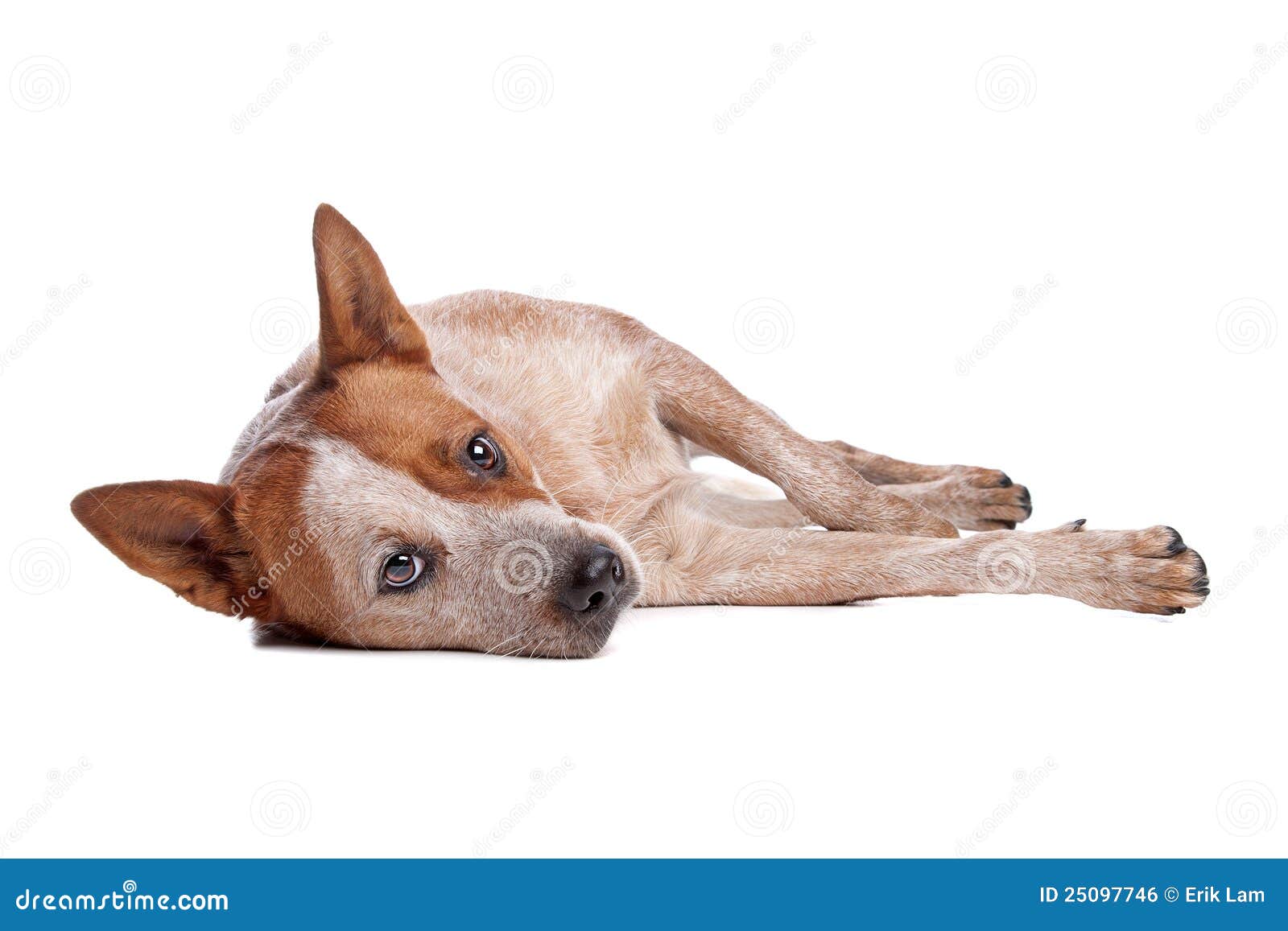 Australian Cattle Dog (red Coat) Stock Photo Image of white, animal