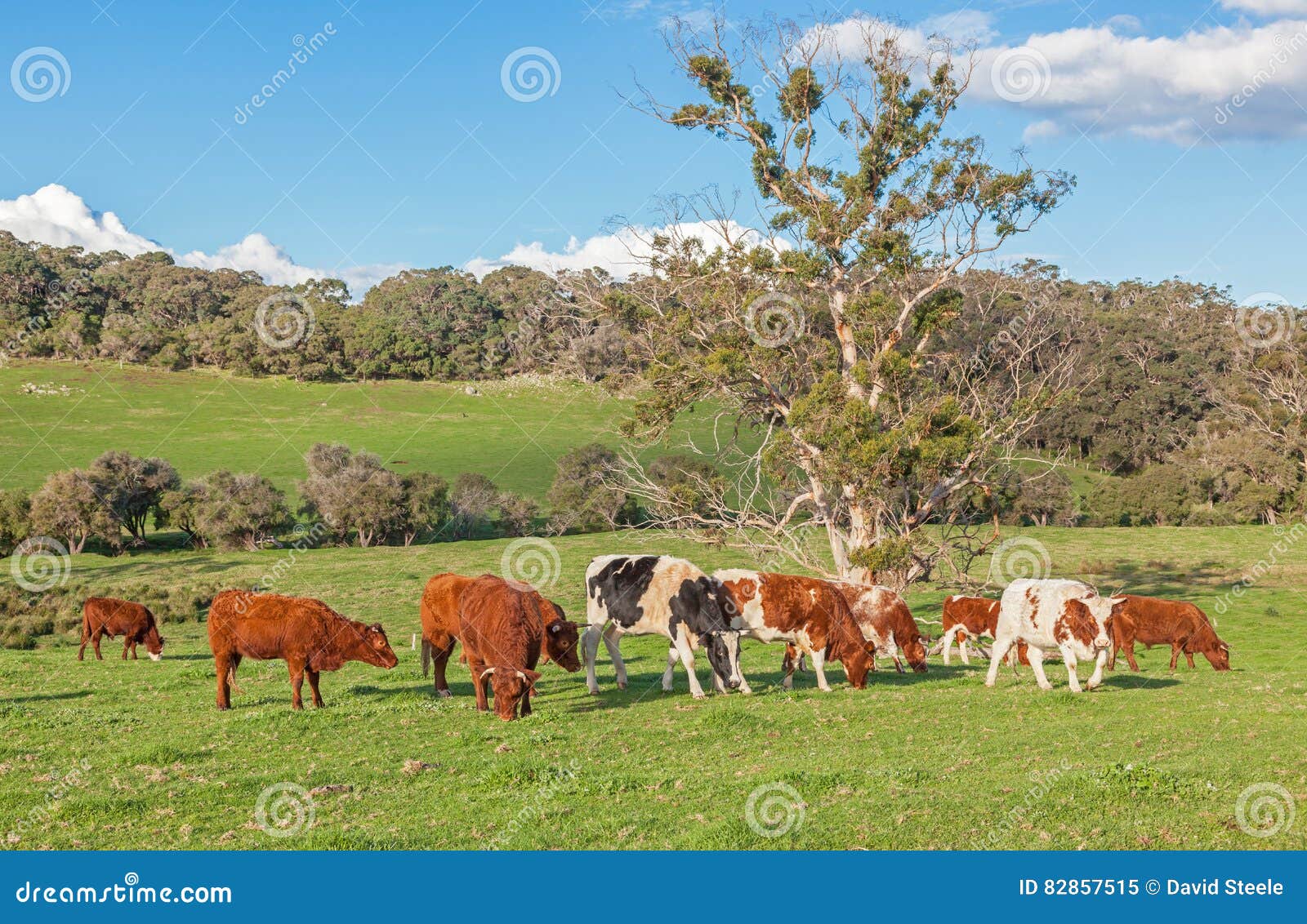 Australian Farm stock image. Image of - 82857515