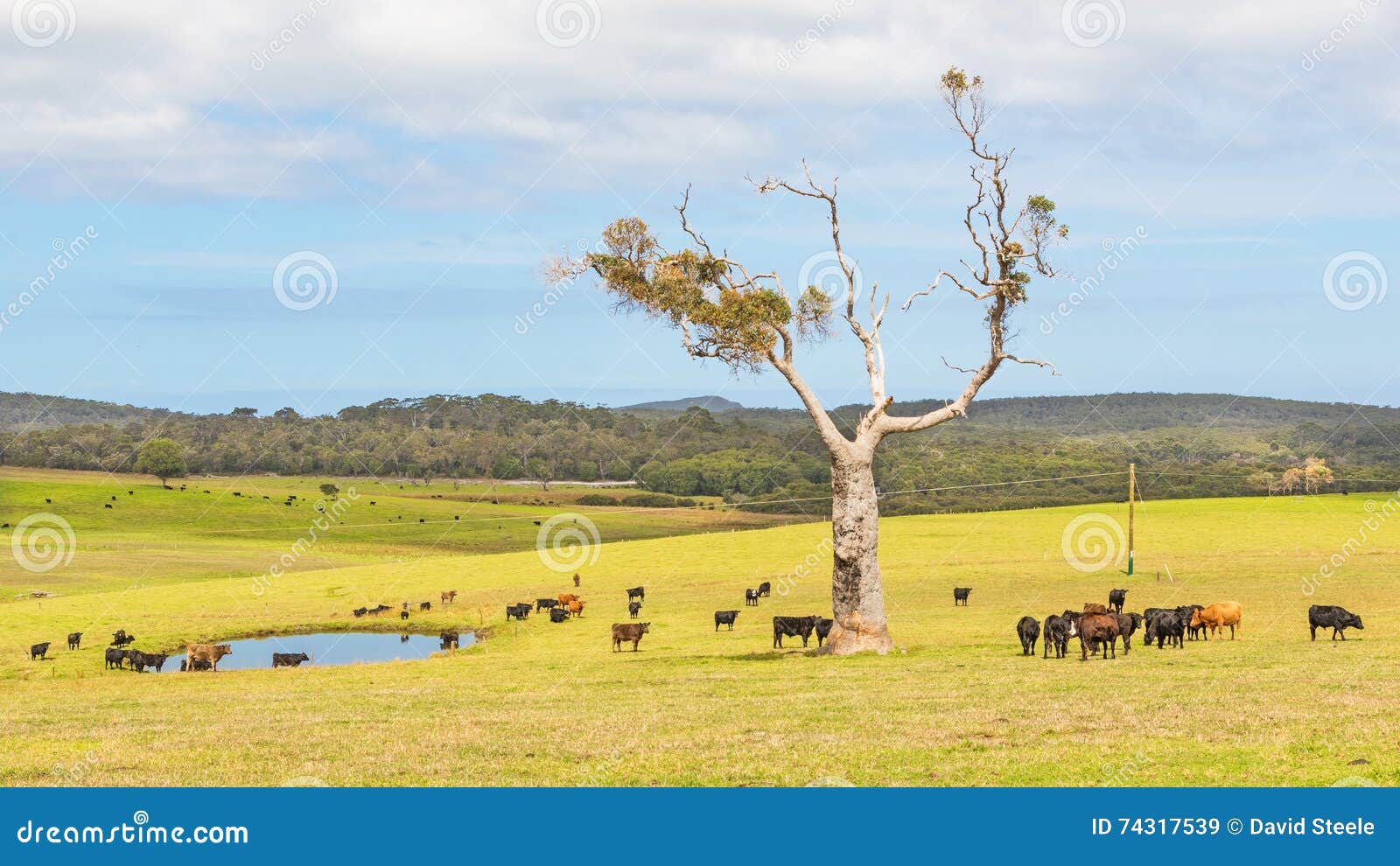 Australian Cattle Farm stock image. Image walpole - 74317539