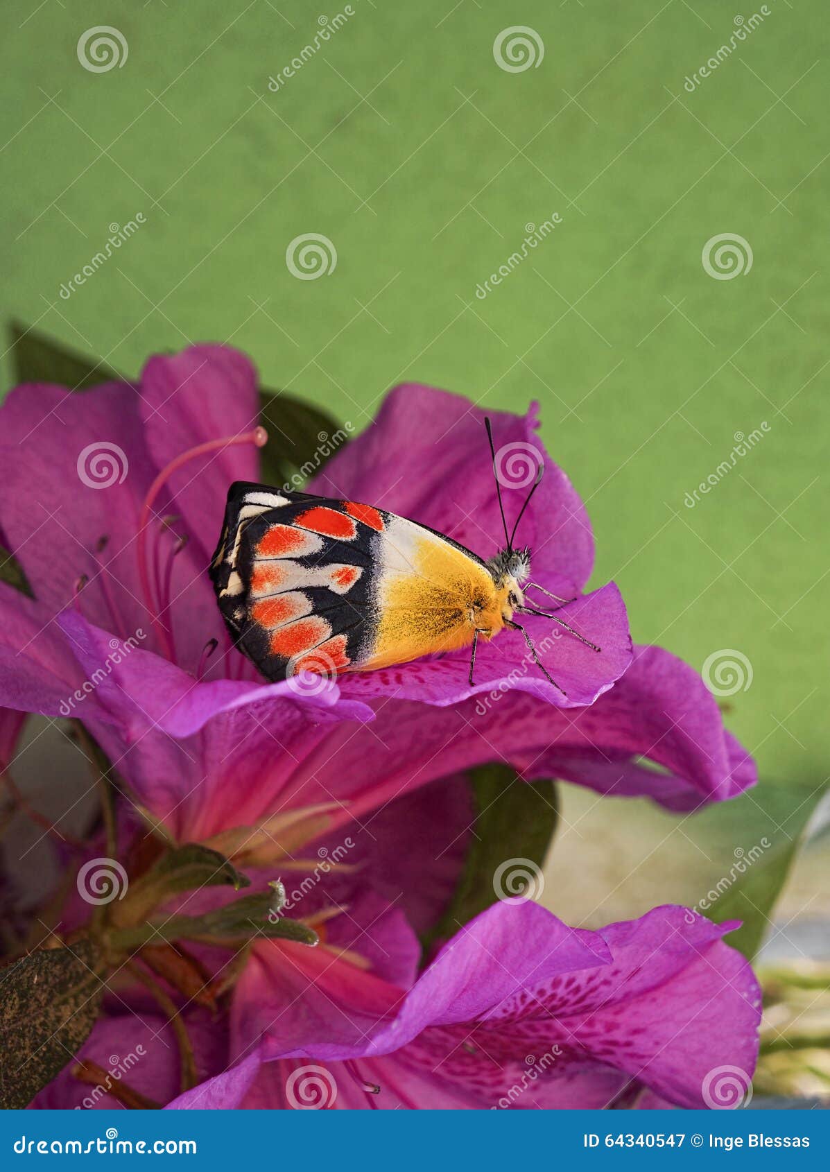australian common northern jezebel butterfly