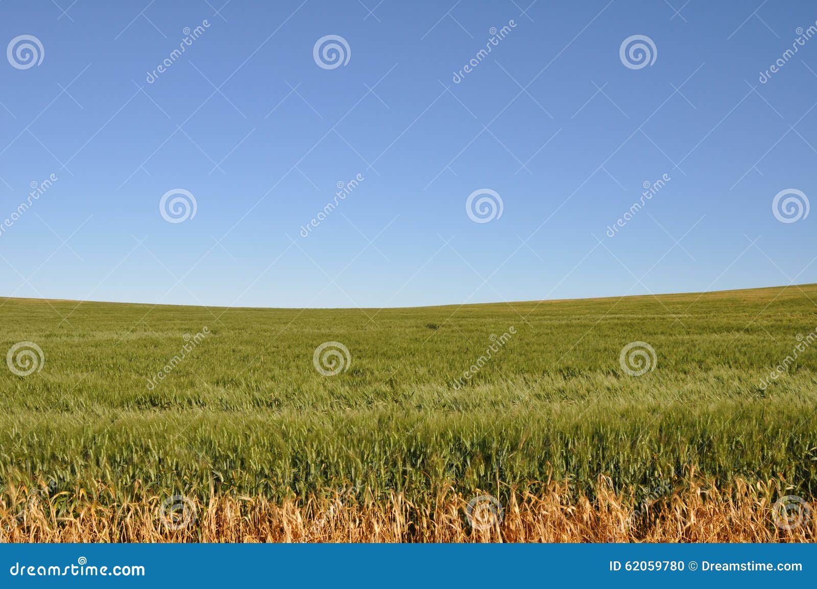 Australian Cornfield stock photo. Image of contrast, blue 62059780