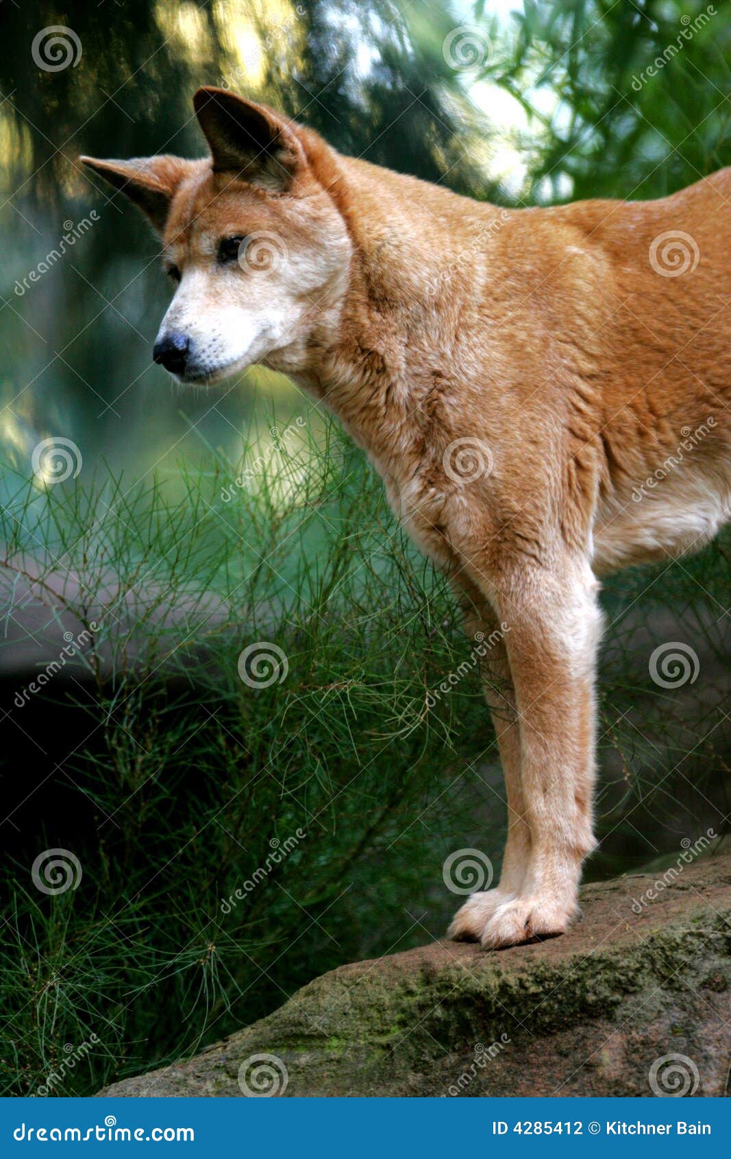 Australian Dingo Stock Photography 4285412
