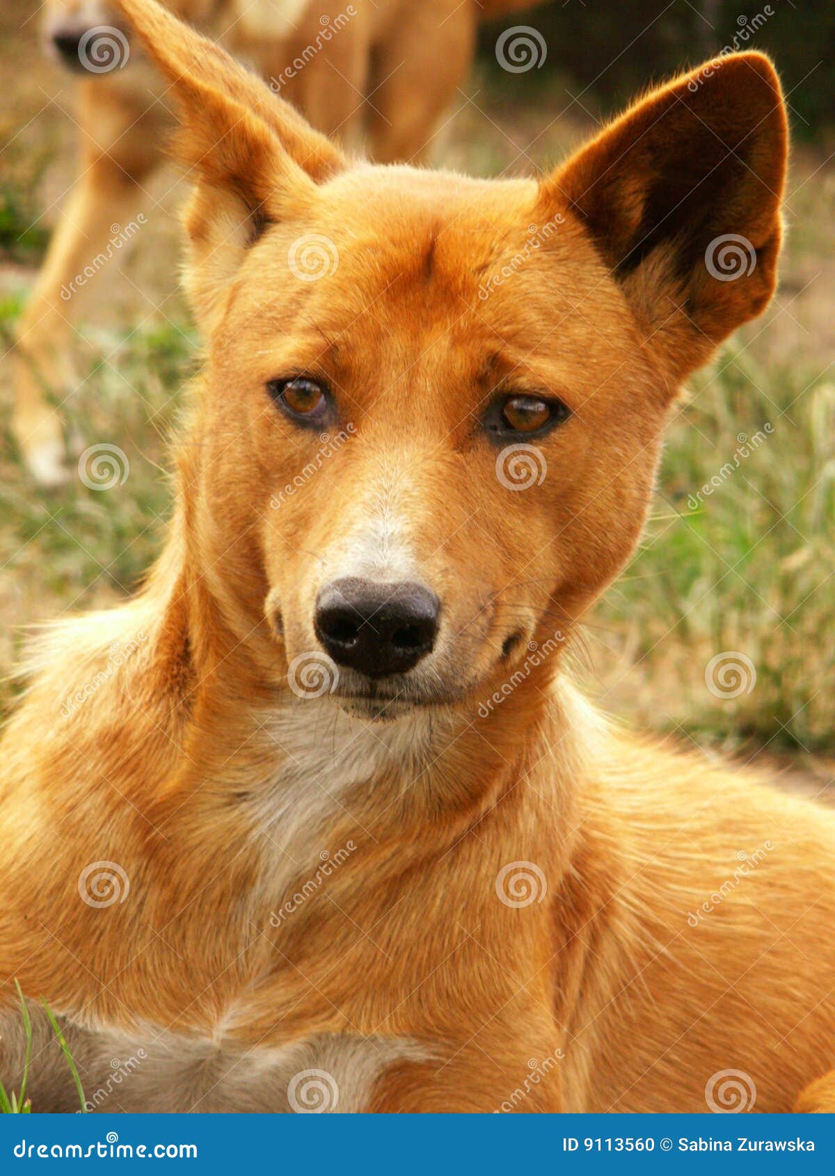 This Is A Close Up Of A Dingo Puppy Stock Photo - Download Image