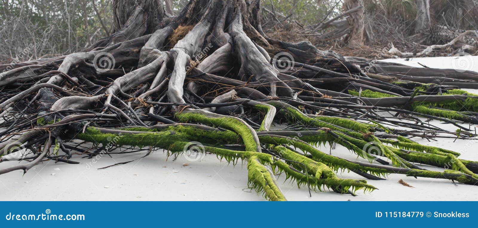 Australian Driftwood with Green Moss Stock Image Image of driftwood