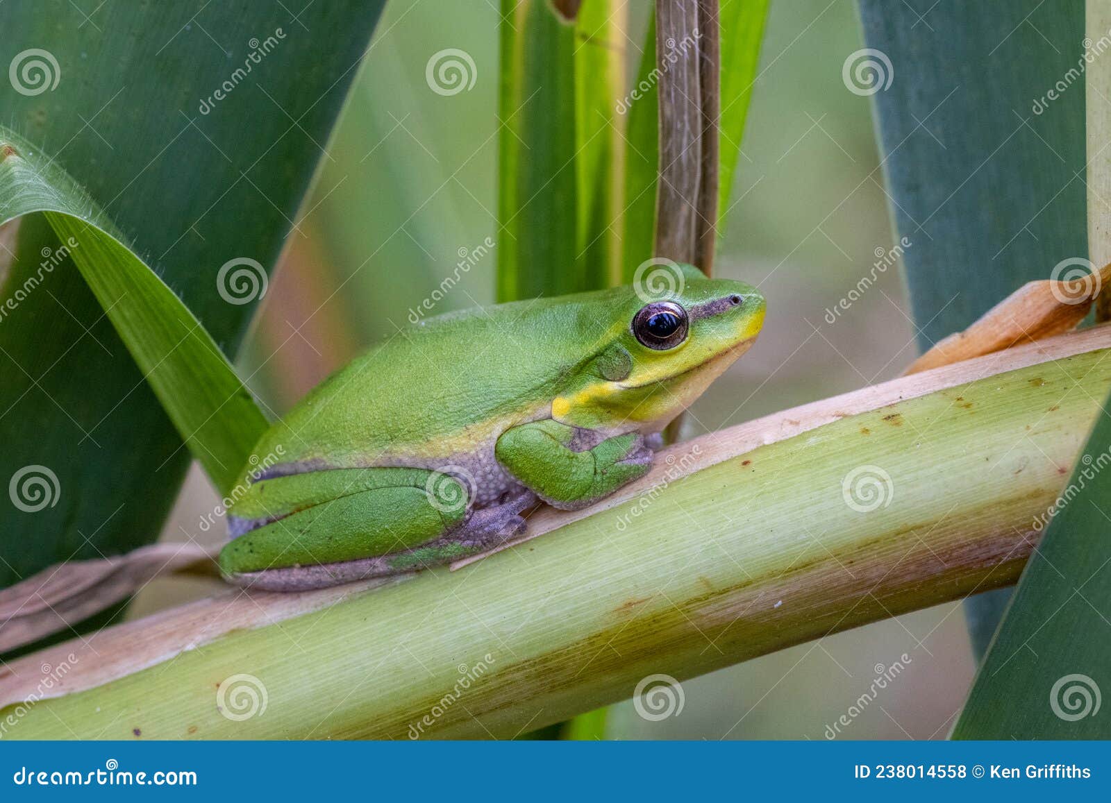 Australian Dwarf Tree Frog stock photo. Image of resting - 238014558