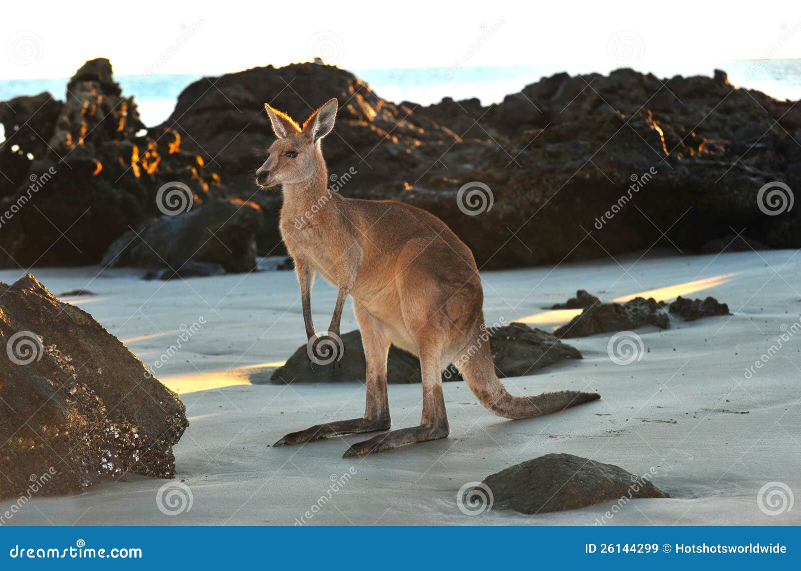 australian eastern grey kangaroo beach,queensland