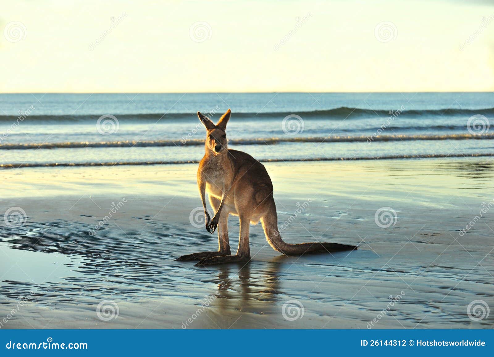 australian eastern grey kangaroo,mackay,queensland