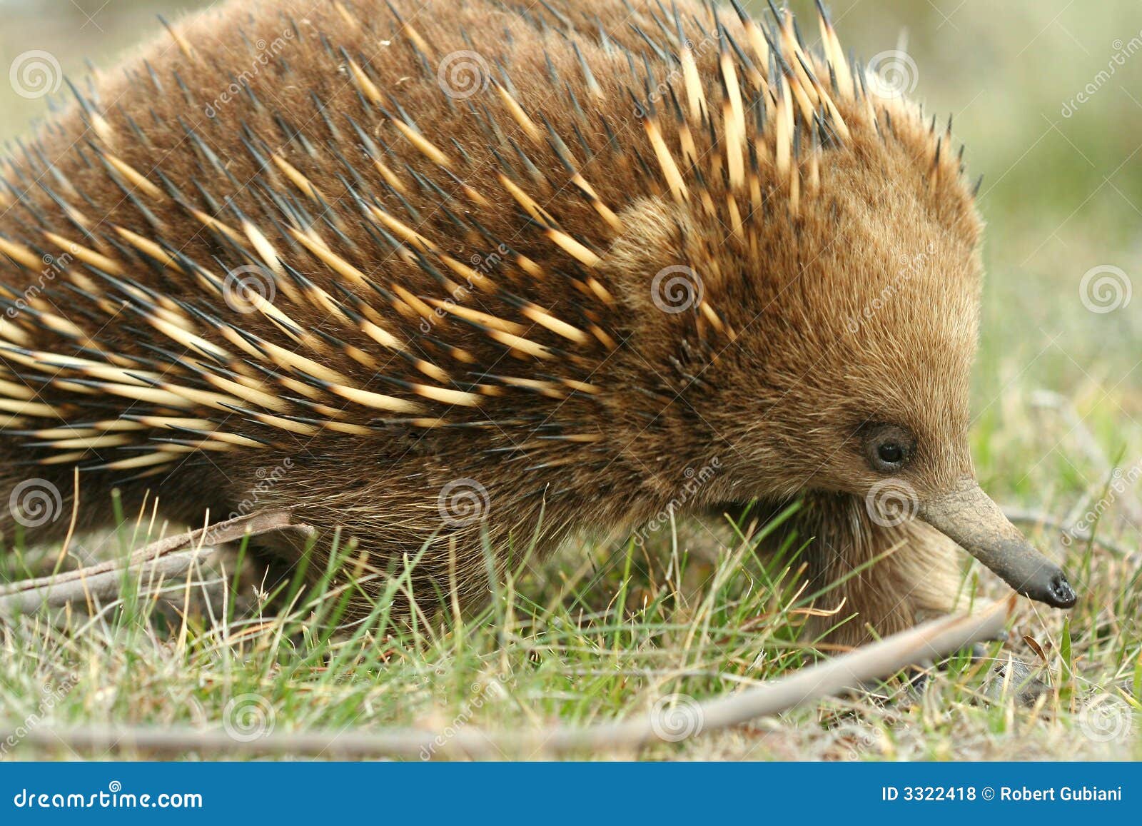 Australian Echidna stock photo. Image of australian, prickly - 3322418